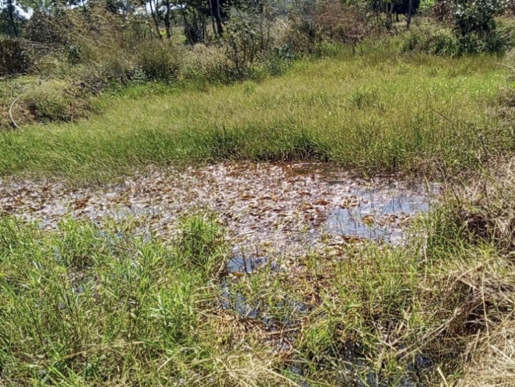chipita-fish-pond-3.jpg