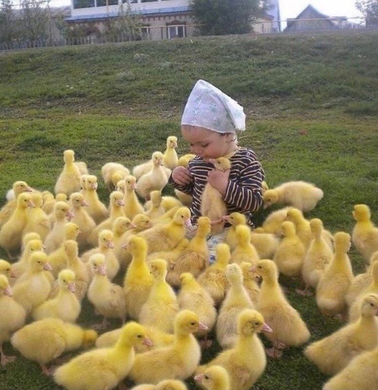 While we are working hard on helping the flowers grow I thought I would share some photos from Pinterest that make me smile. Exhibit A: a cutie surrounded by a bunch of cuties. 🐣