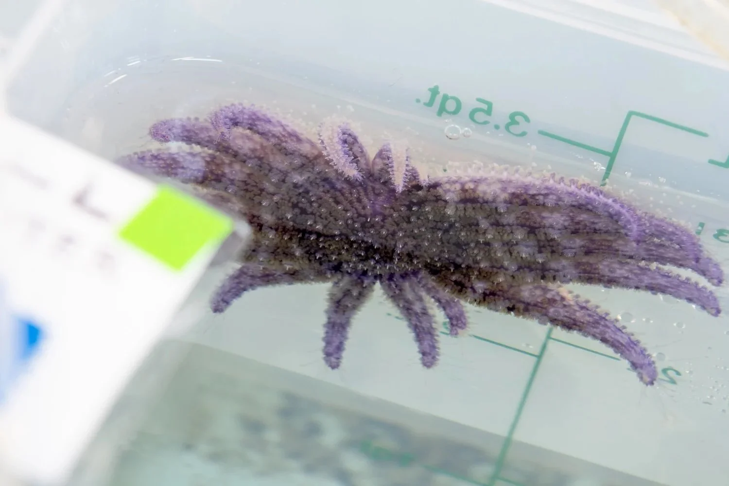    Sea Urchin Dye Workshop