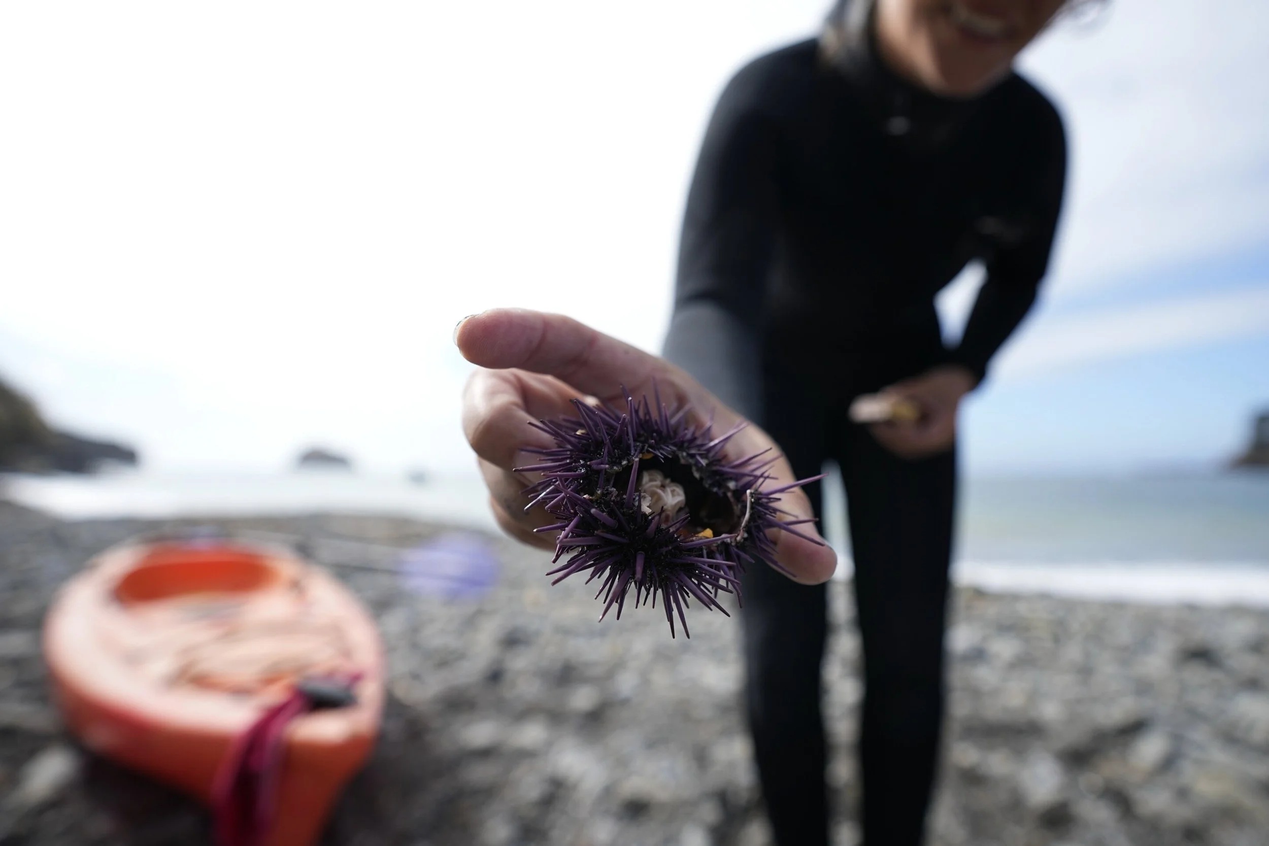    Sea Urchin Dye Workshop