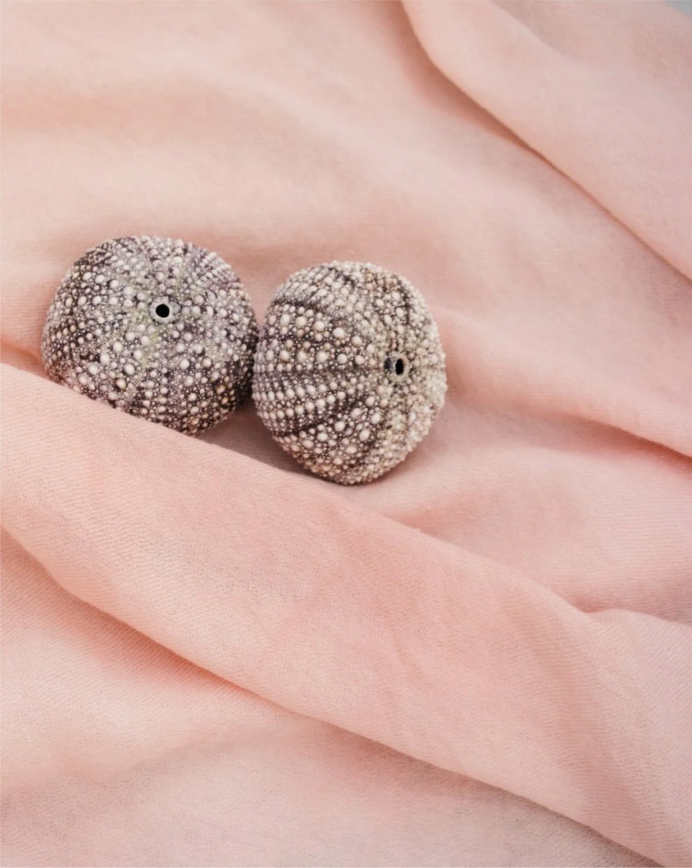 Scarf_urchin(1).jpg