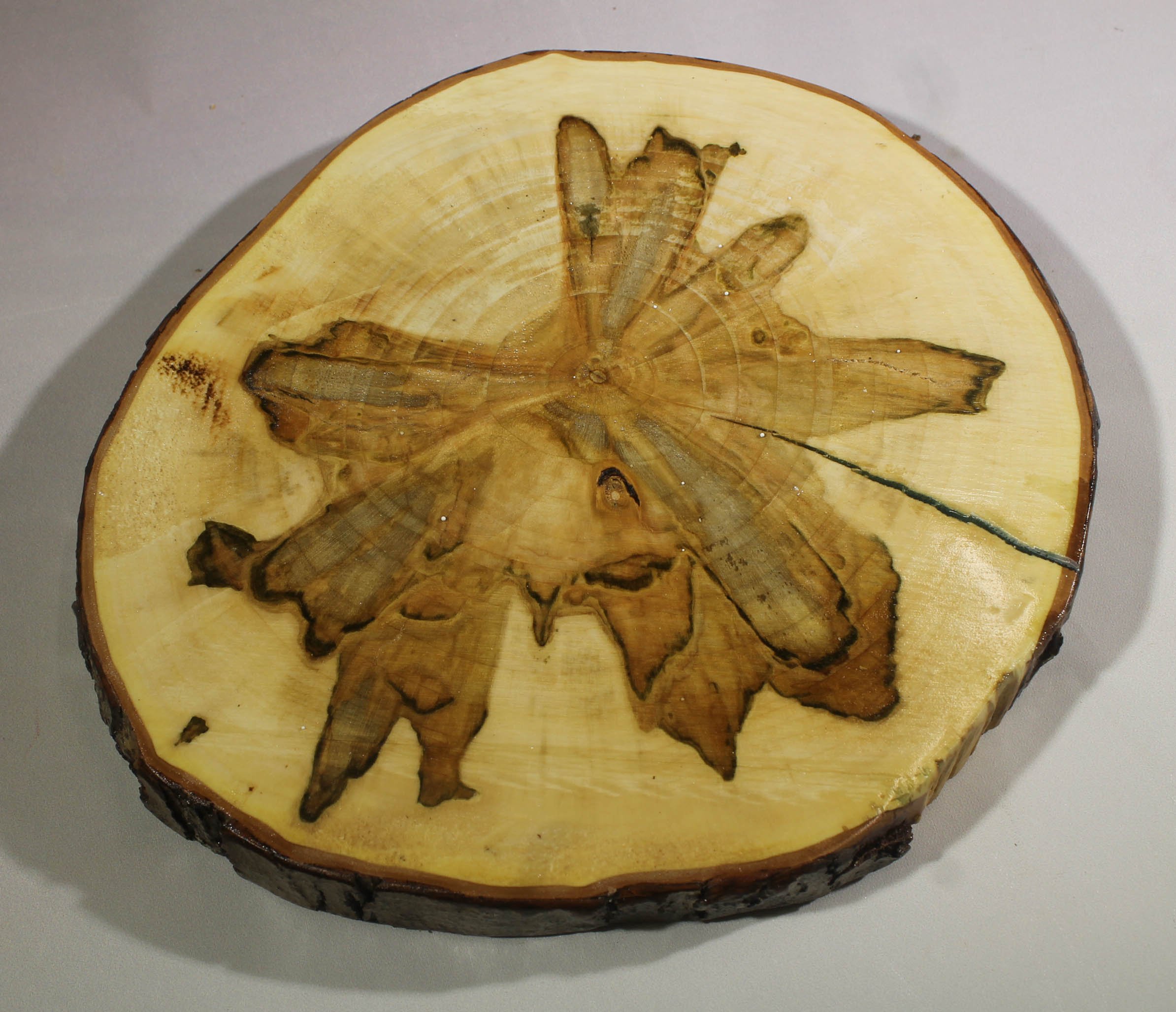 TV7
Spalted Maple Trivet (Wooden Cookie)
Appx. 8” round, ¾” thick
Do not put extremely hot pots or pans on this surface.  It is meant for warm items only.
$35
