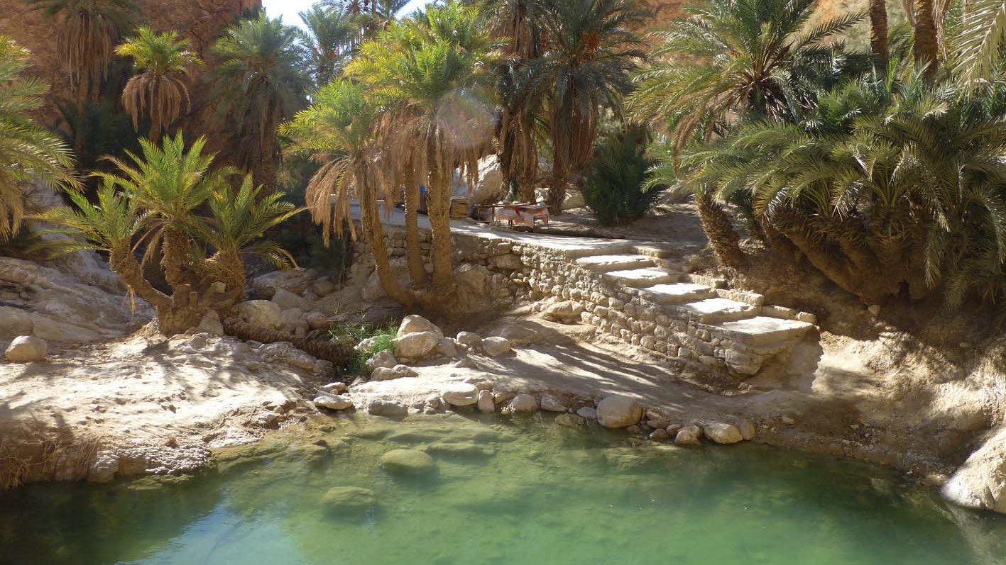 Tozeur DAH oasis.jpeg