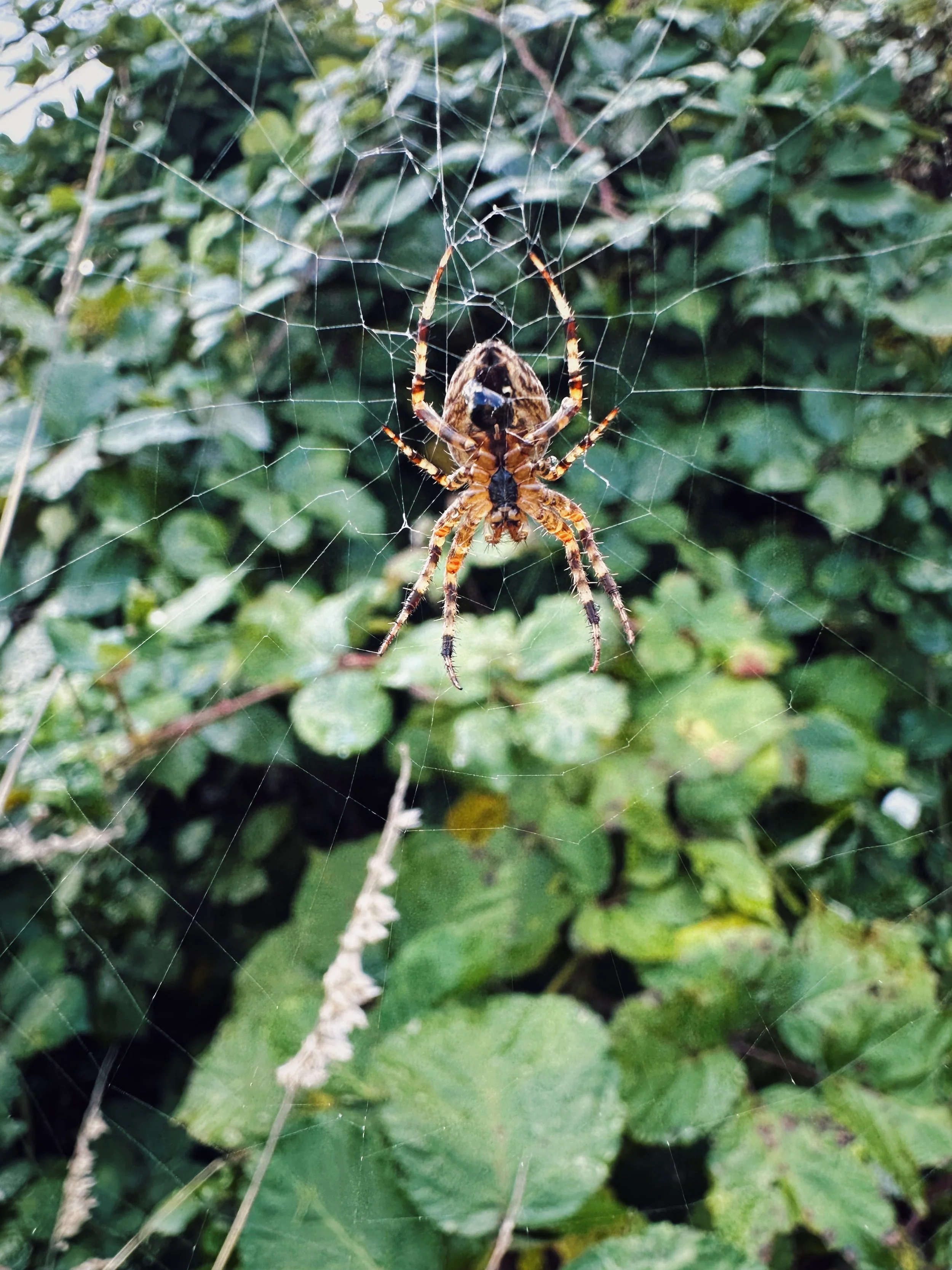 406B31C6-2FDC-4F07-80E0-7EB4F8A95118 2.JPG