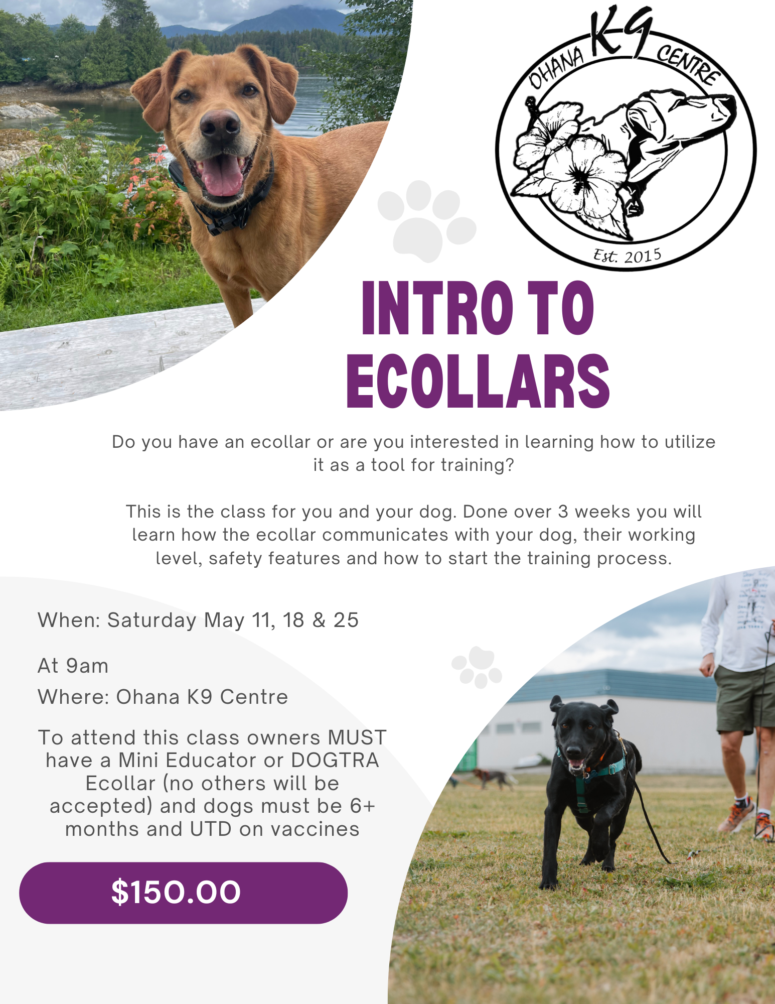 Group Classes Ohana K9 Centre group-classes-ohana-k9-centre