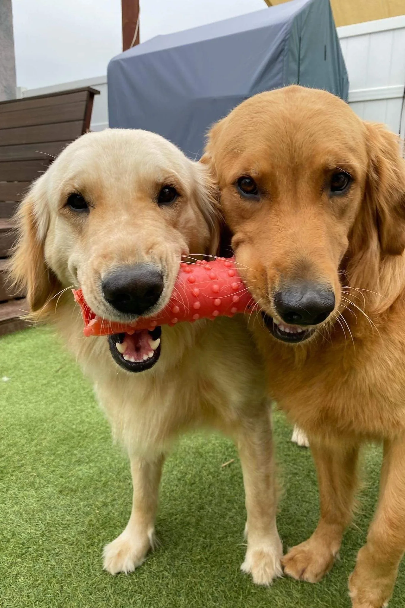 Two Golden Retrievers