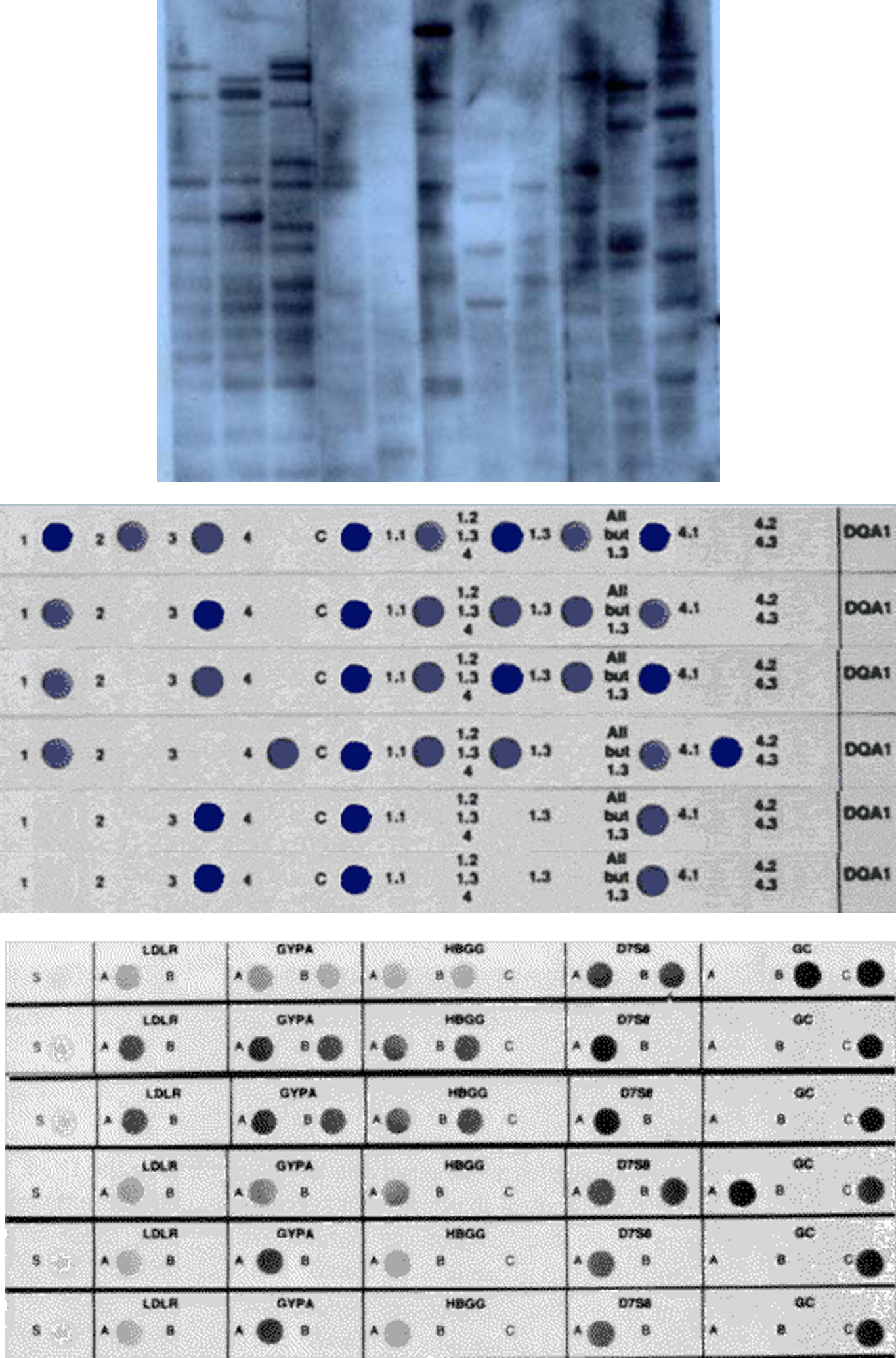 About — Association of Forensic DNA Analysts and Administrators
