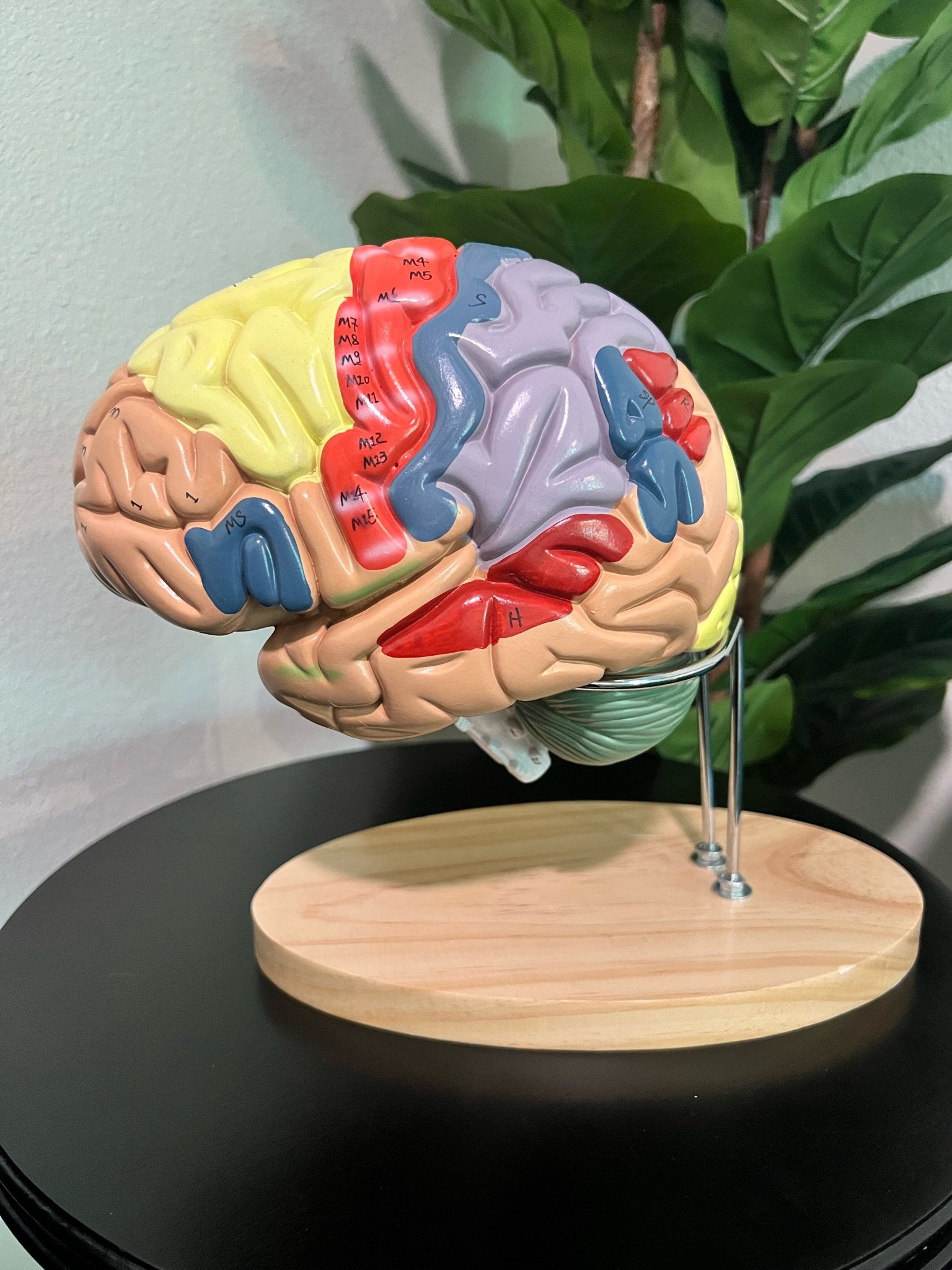 Brain model that is used in the infant and childhood development chiropractic visits in Aledo, Texas at The Chiropractic Place for Mommy and Me