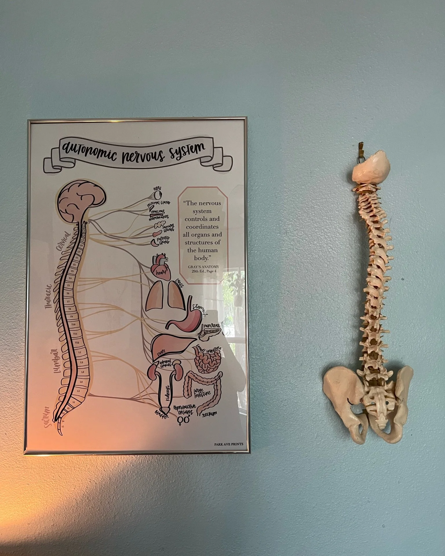 Autonomic Nervous System poster in the pediatric and prenatal chiropractic room at The Chiropractic Place for Mommy & Me in Aledo, Texas