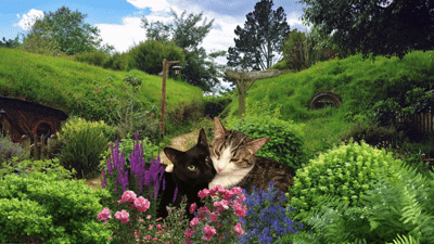 PIPPIN AND MERRY JUL 2026.gif