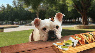 MAR 2026 Taco Bella Bulletin.gif