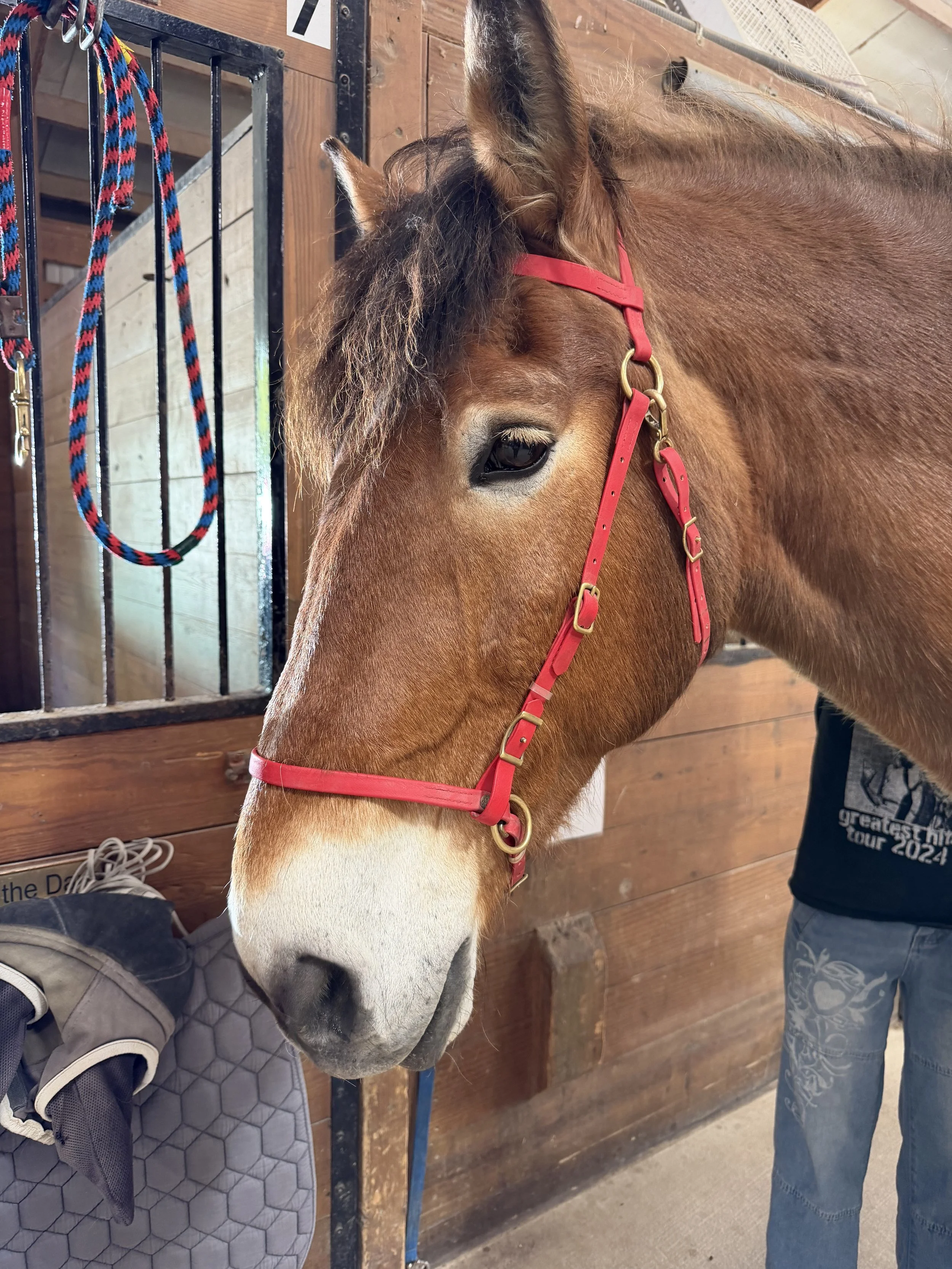 Horsing Around