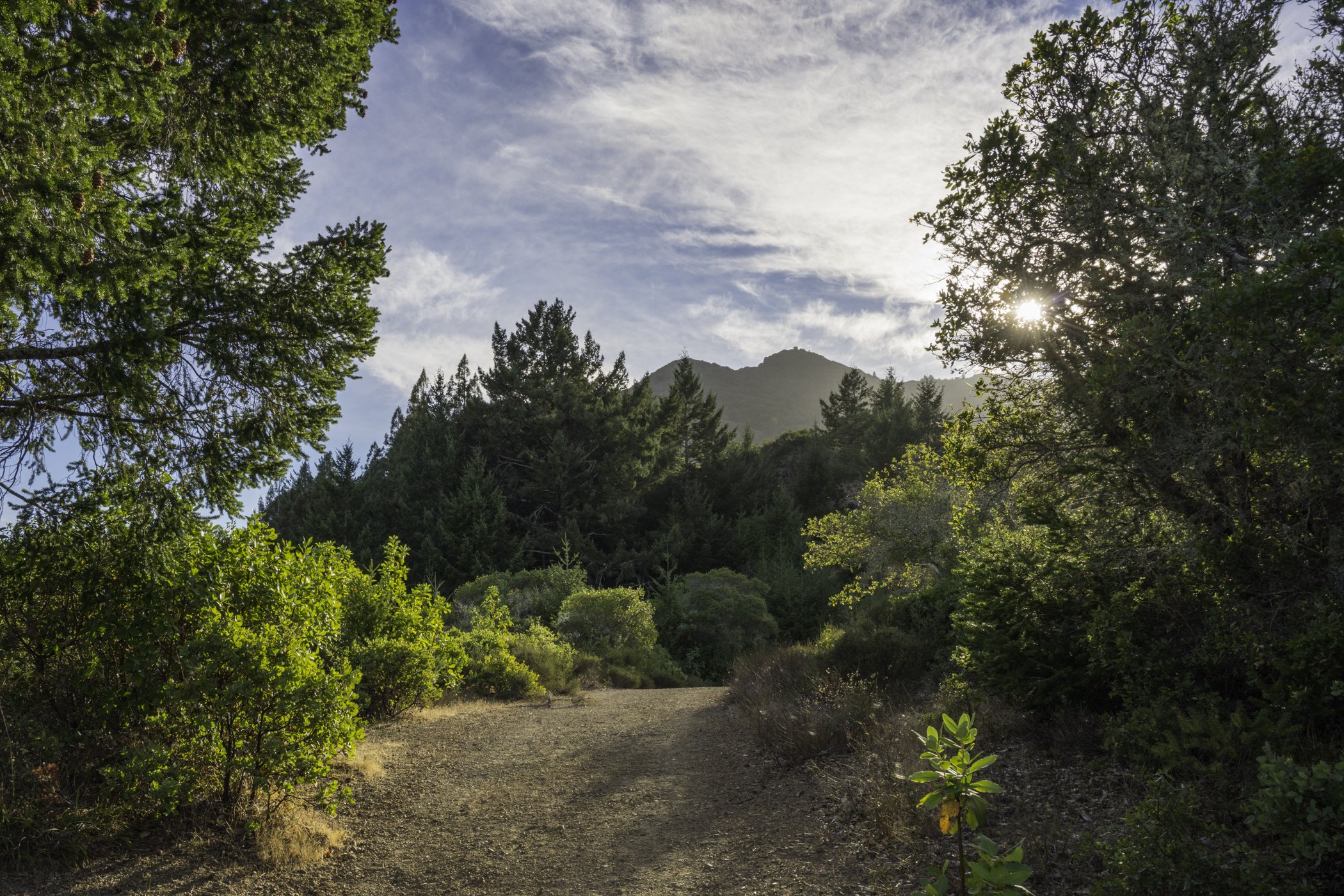 Mount Tam Trail-MLS.jpg