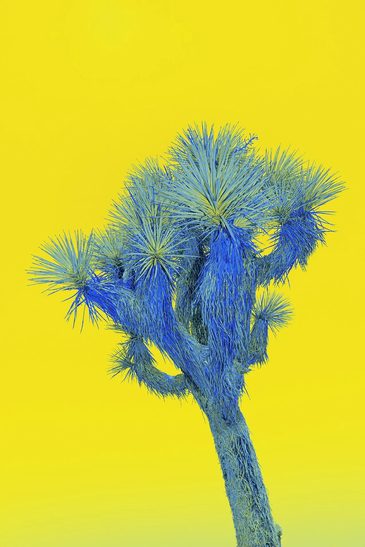 UNCANNY CACTI
This portrait series focuses on two desert icons — the Joshua Tree and the Saguaro, native to the Mojave and Sonoran deserts. I crop tightly in-camera so that only the upper branches remain, no horizon, no ground, nothing to place them.
