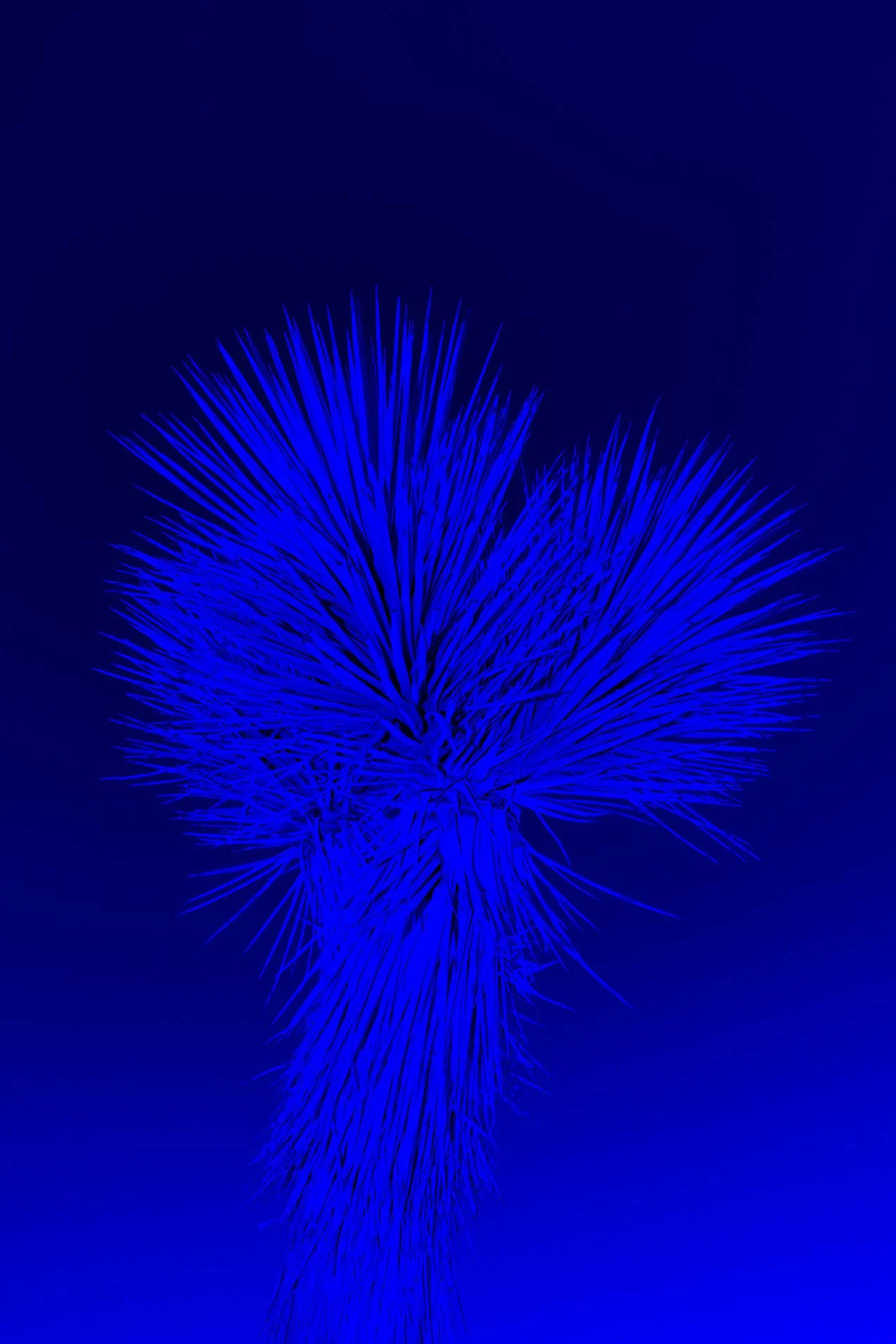 _DSC9278blue.jpg