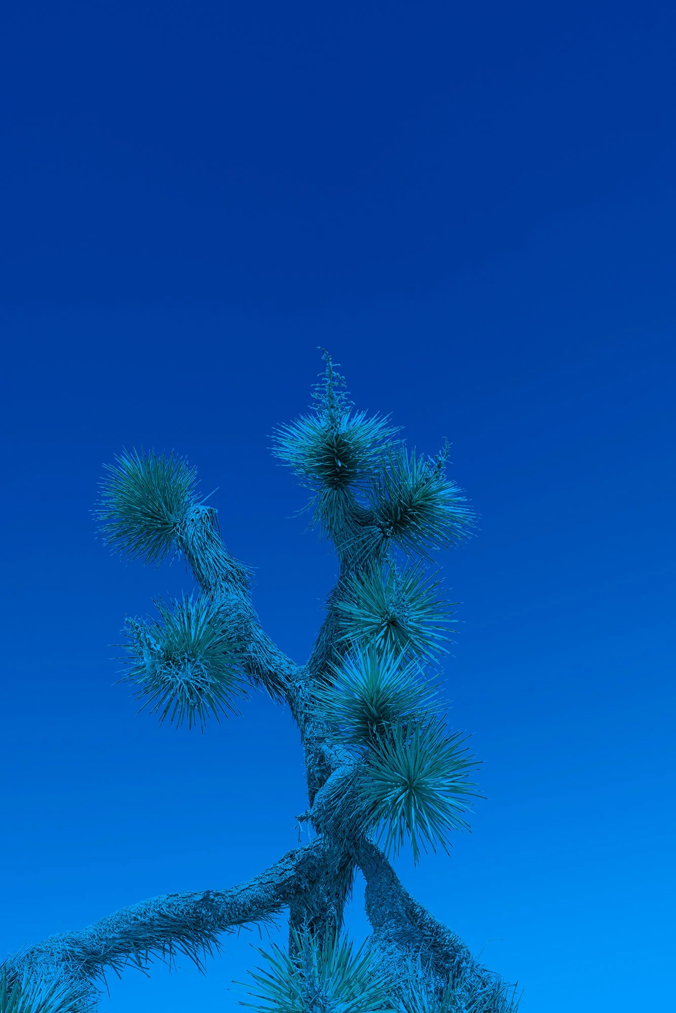 _DSC9272.jpg