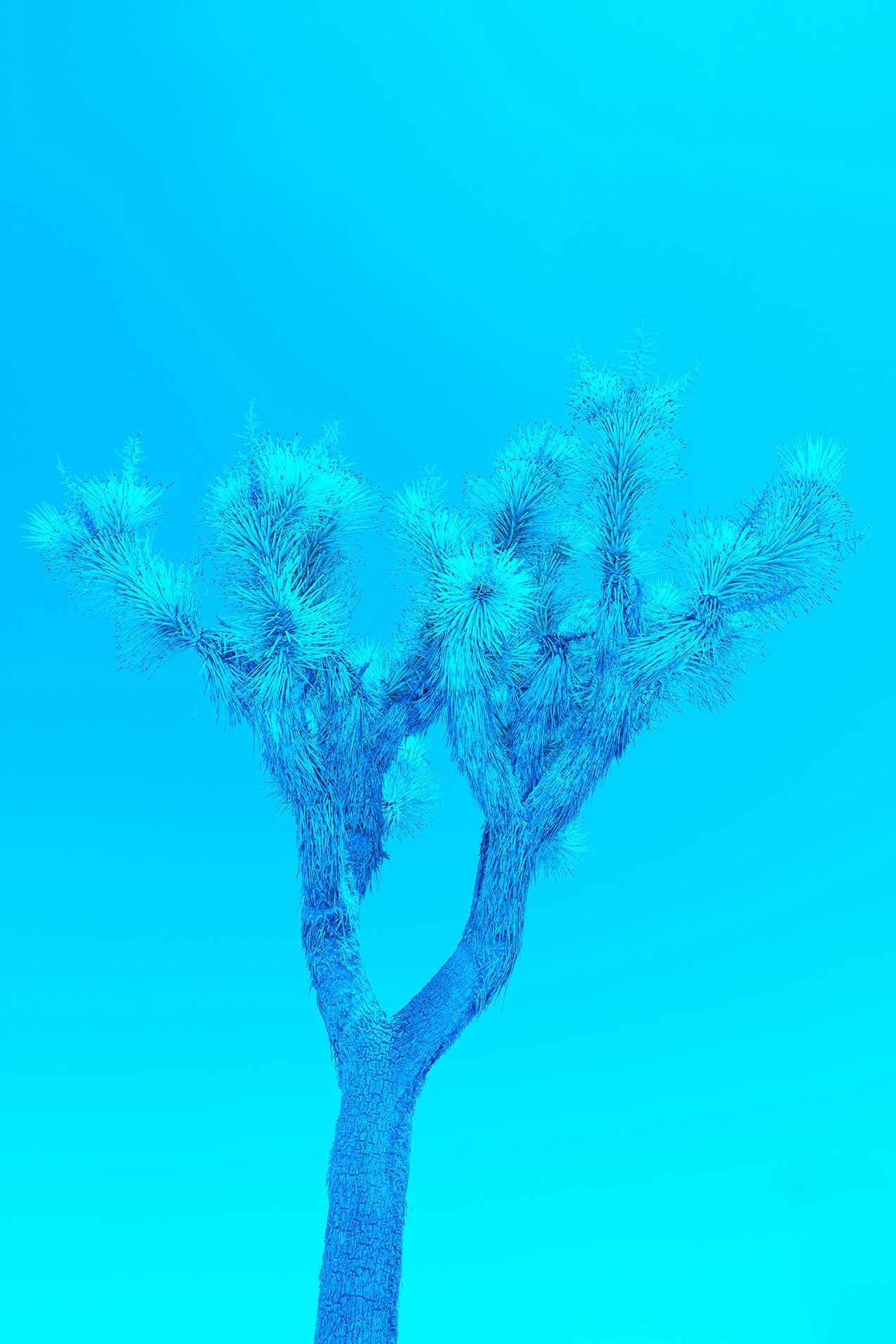 _DSC9245lightblue.jpg