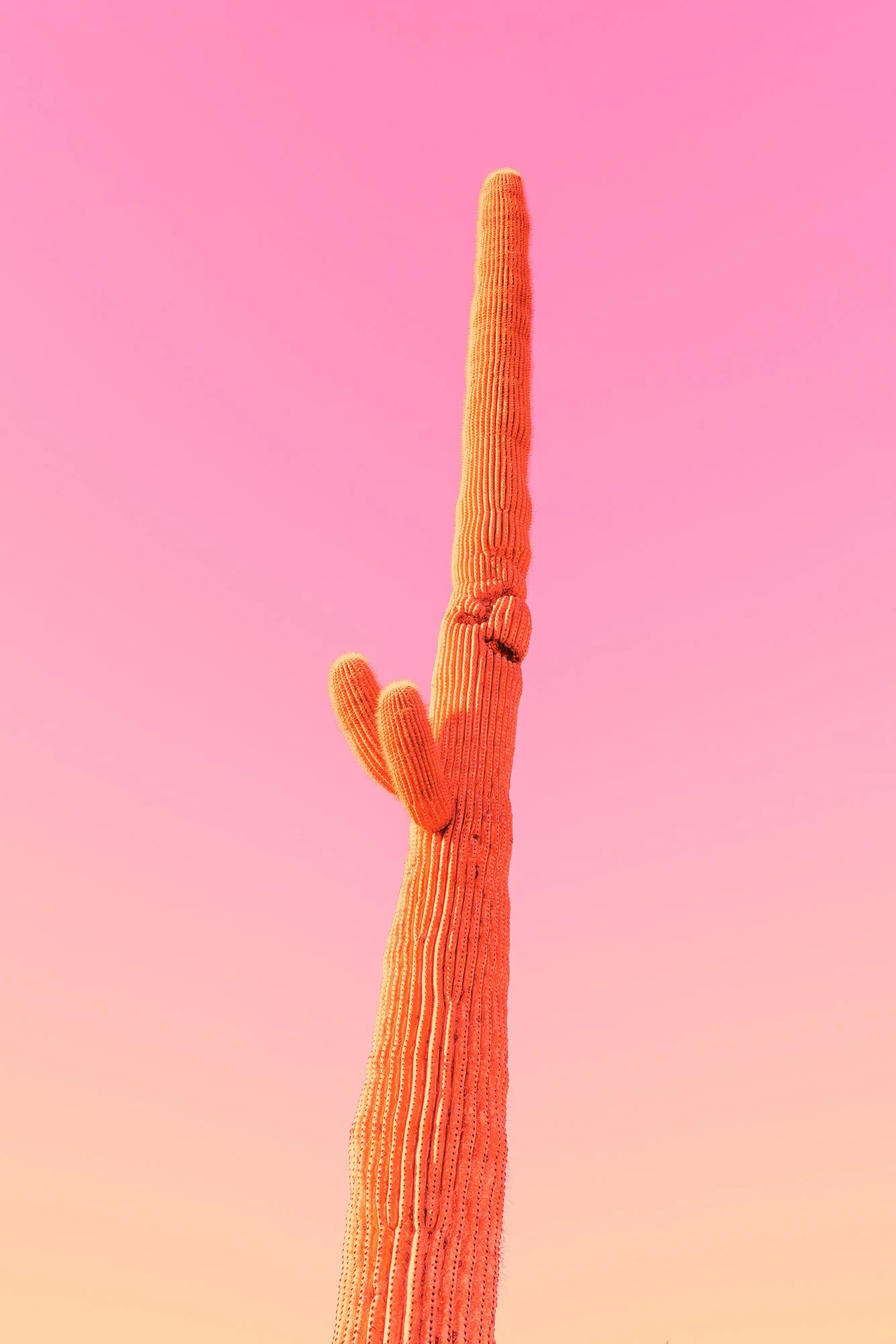 _DSC9038.jpg