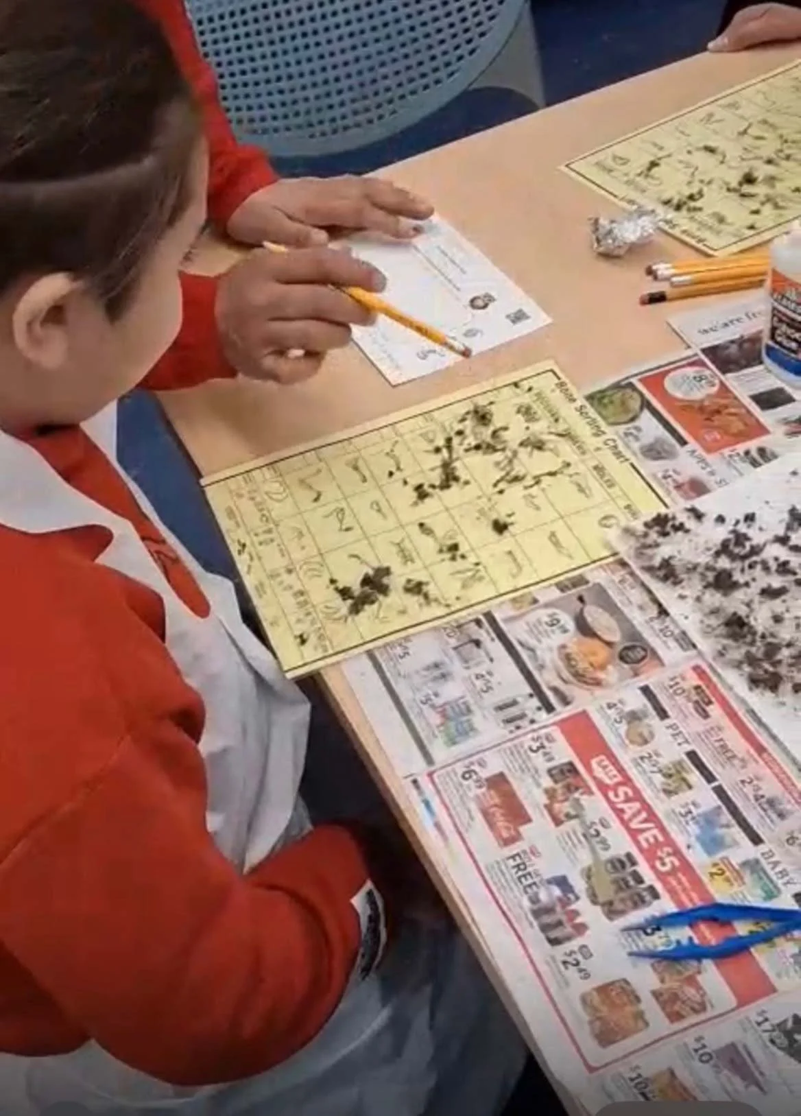 A science club student classifying the contents of a dissected owl pellet.