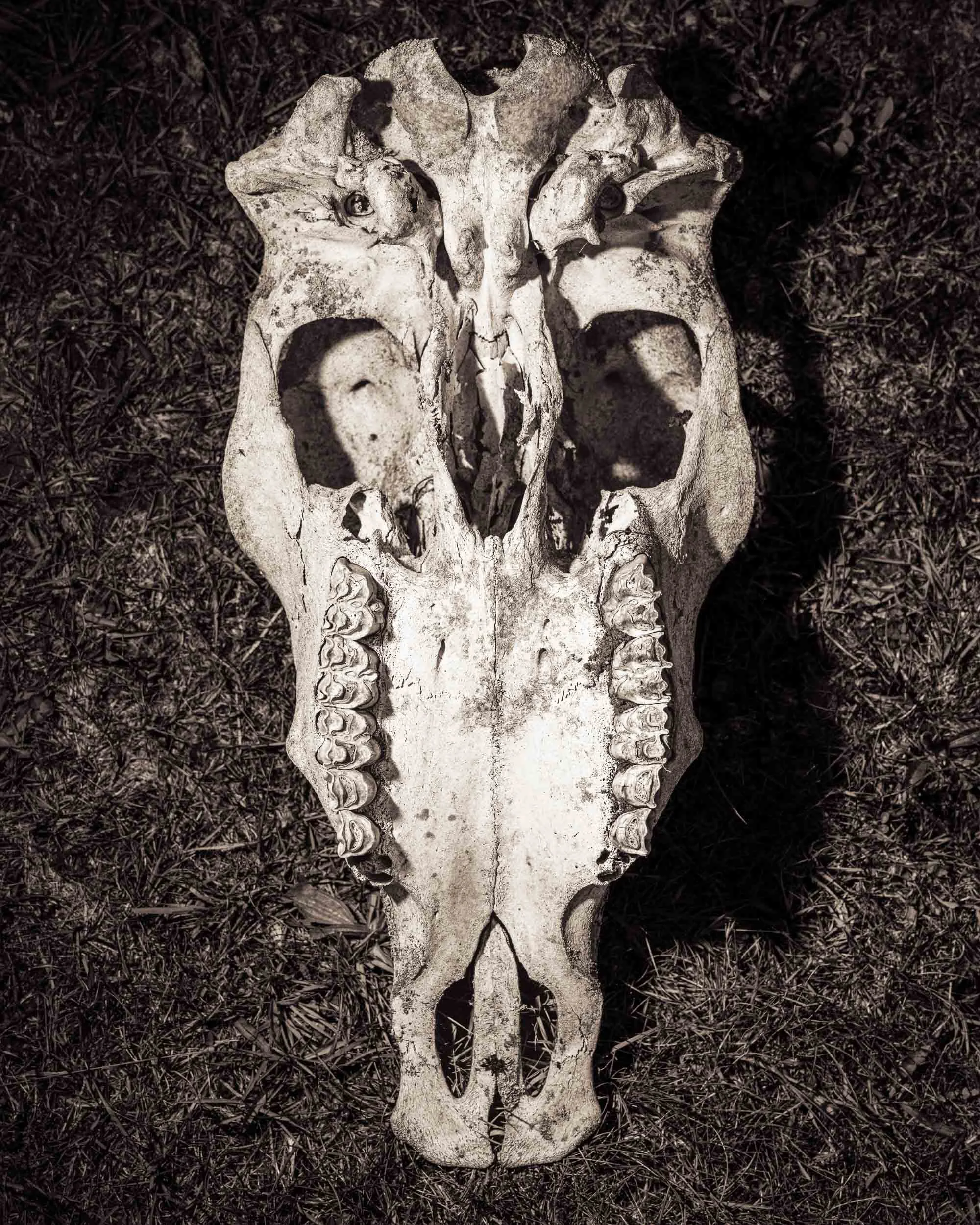 Skullery-4.jpg