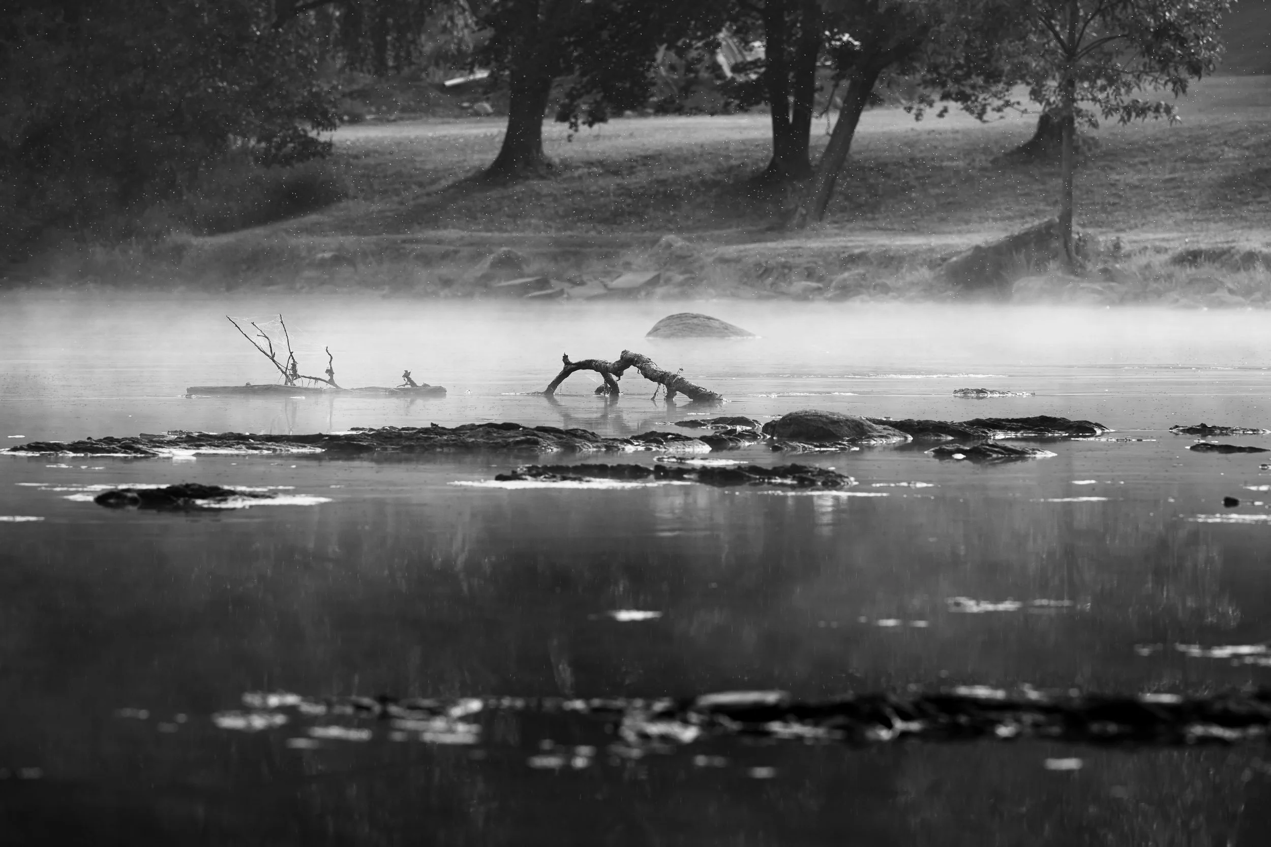 Blue Heron on the Wallkill (NEW).jpg