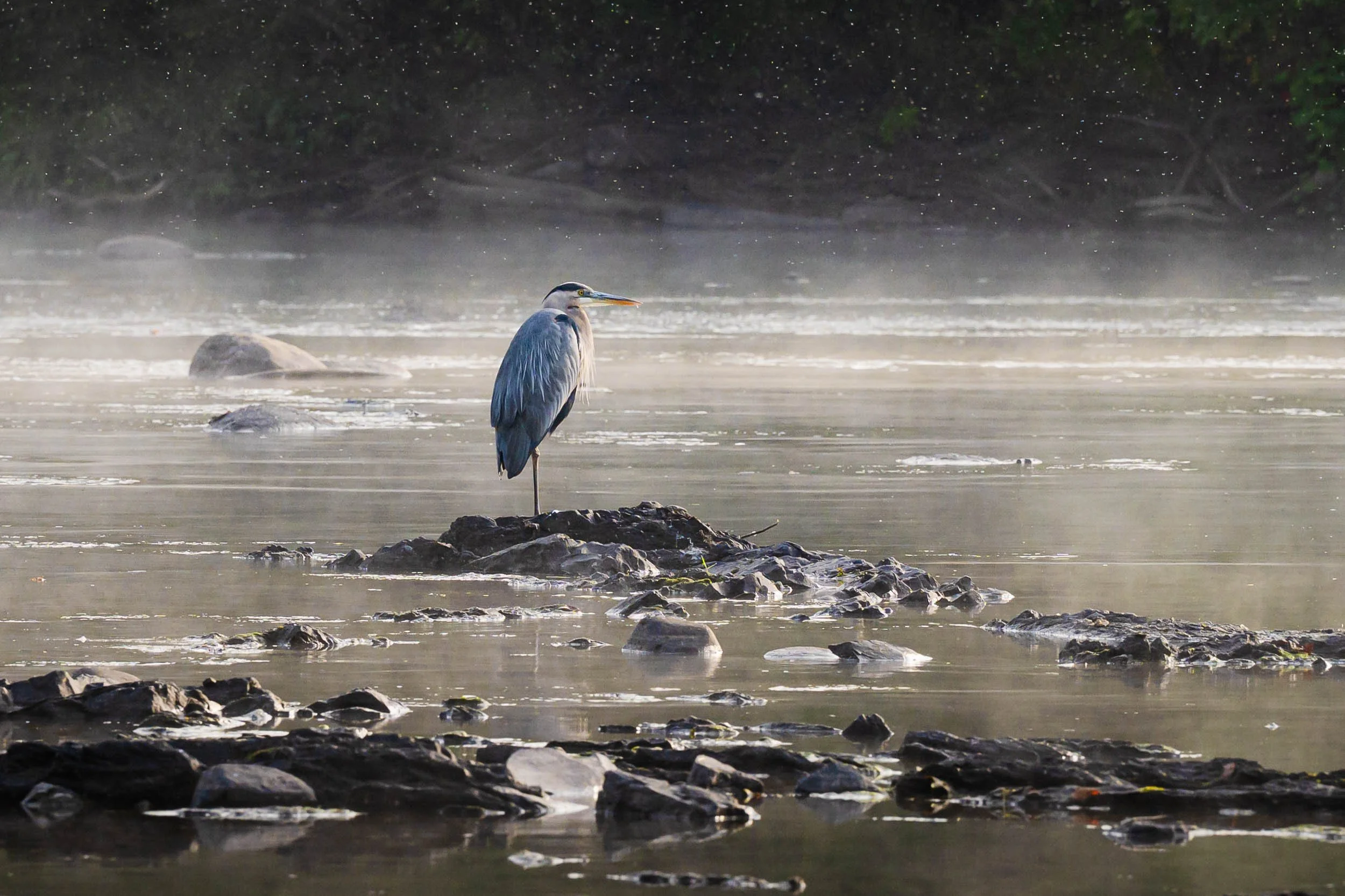 Blue heron on the Wallkill-2.jpg