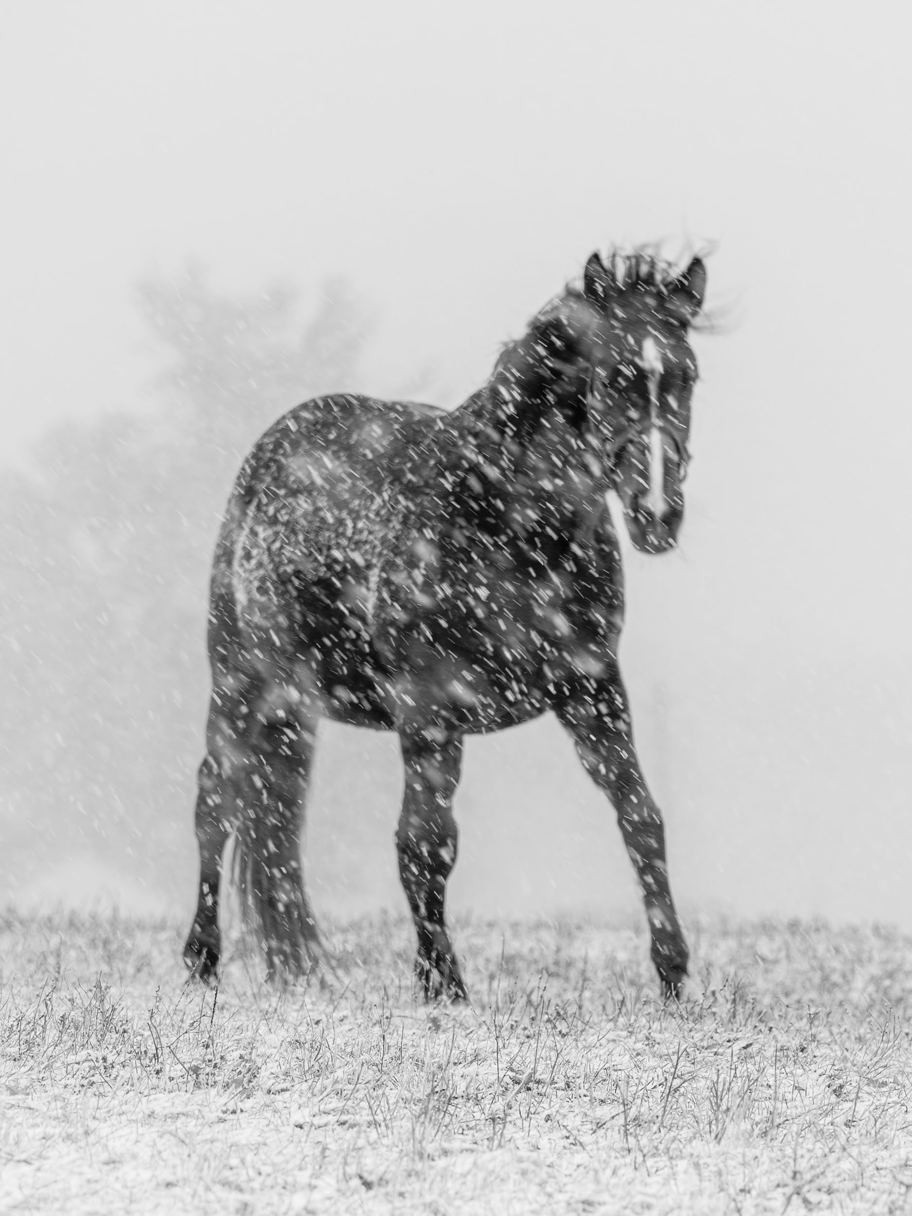 Stallion in a storm.jpg