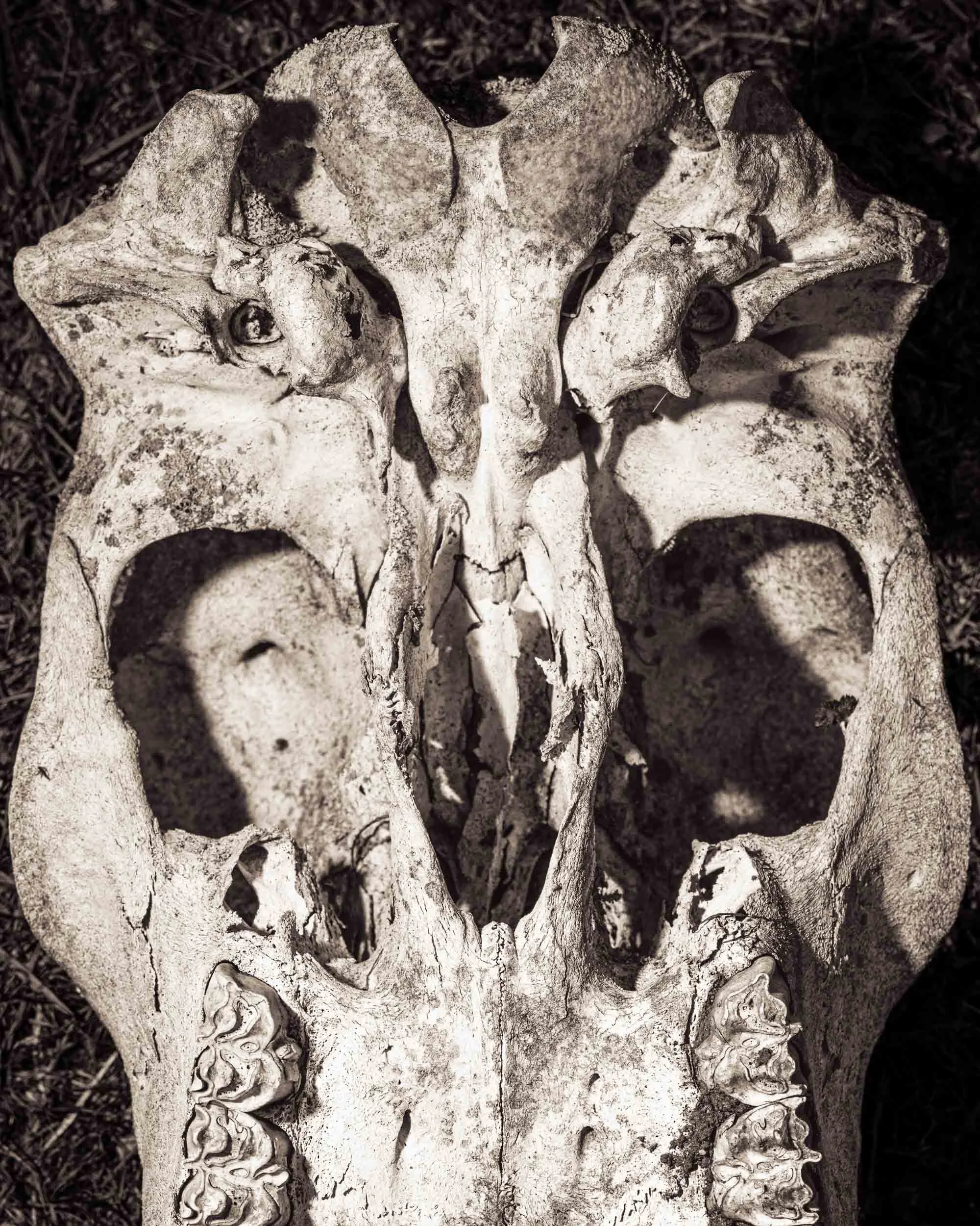 Skullery-5.jpg