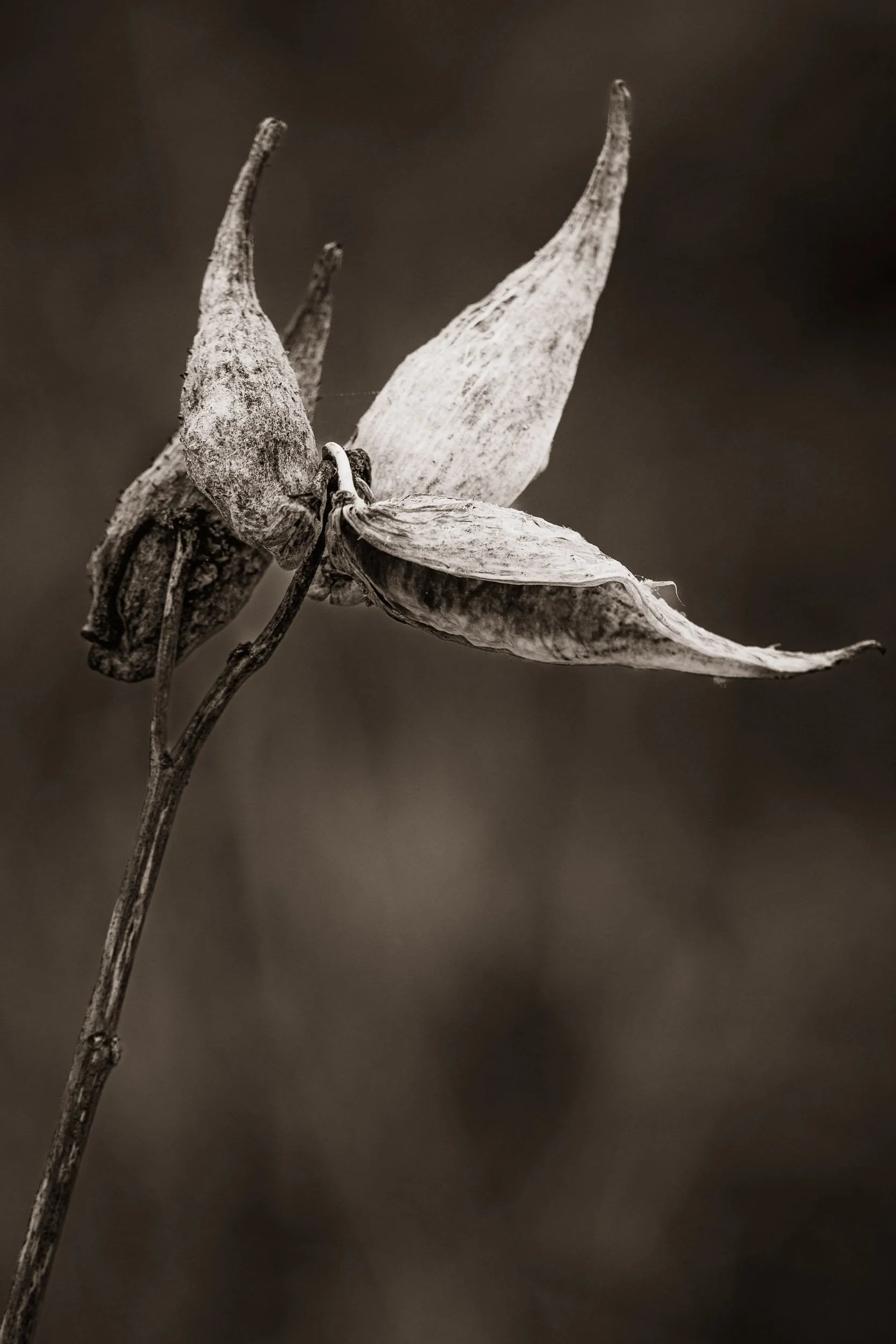 Grasslands milkweed-2.jpg