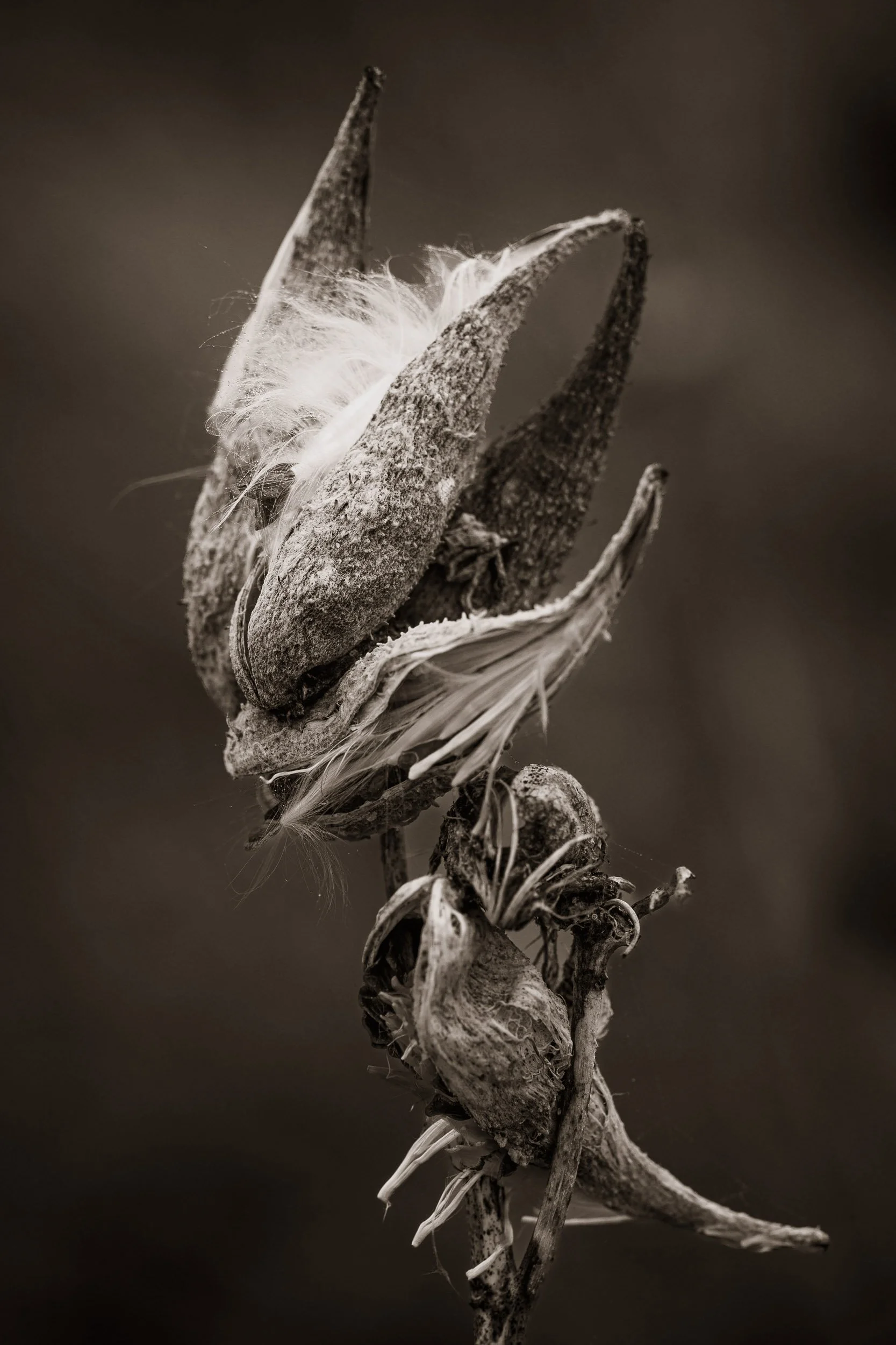 Grasslands milkweed-4.jpg