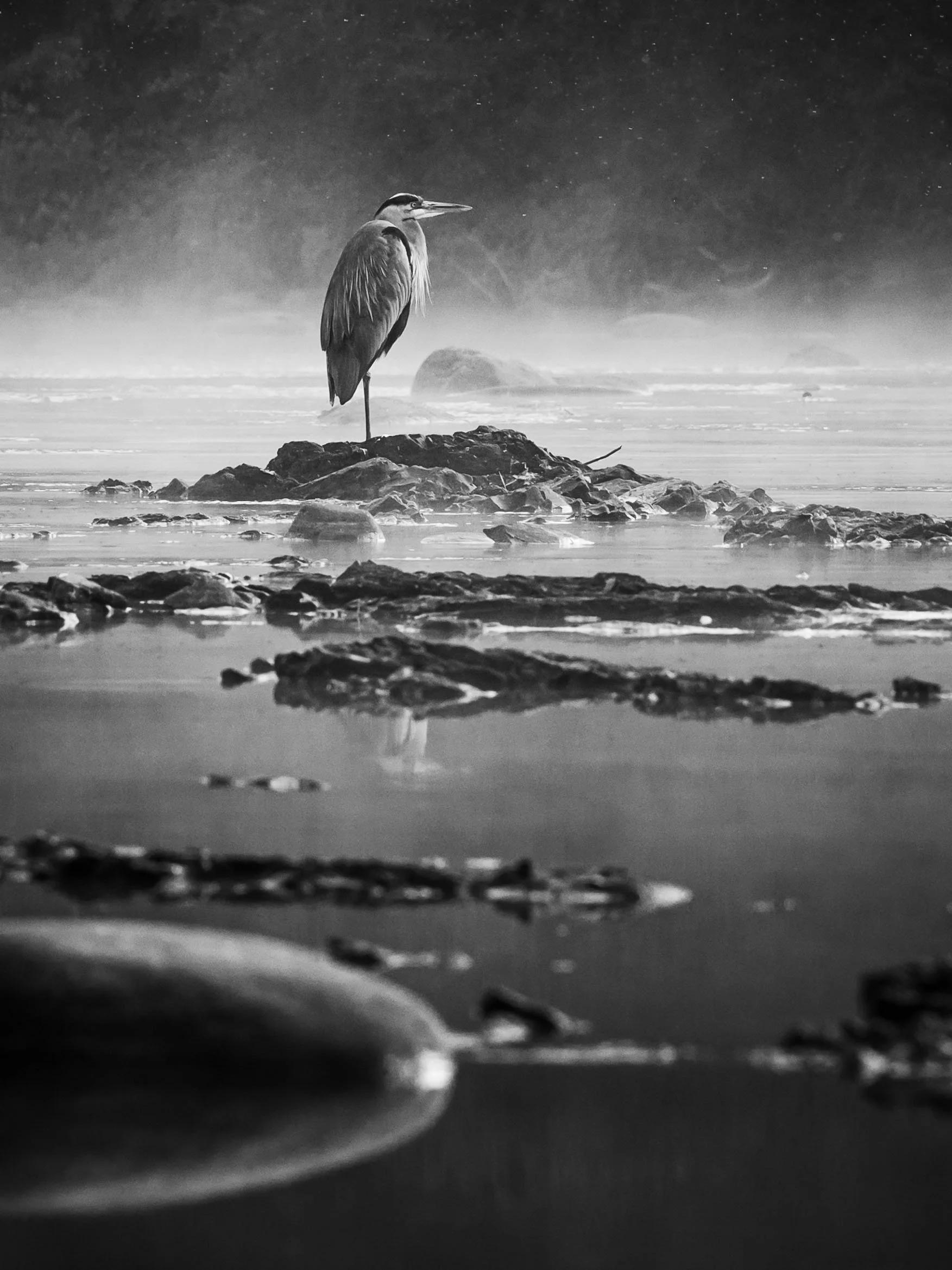 Blue heron on the Wallkill.jpg