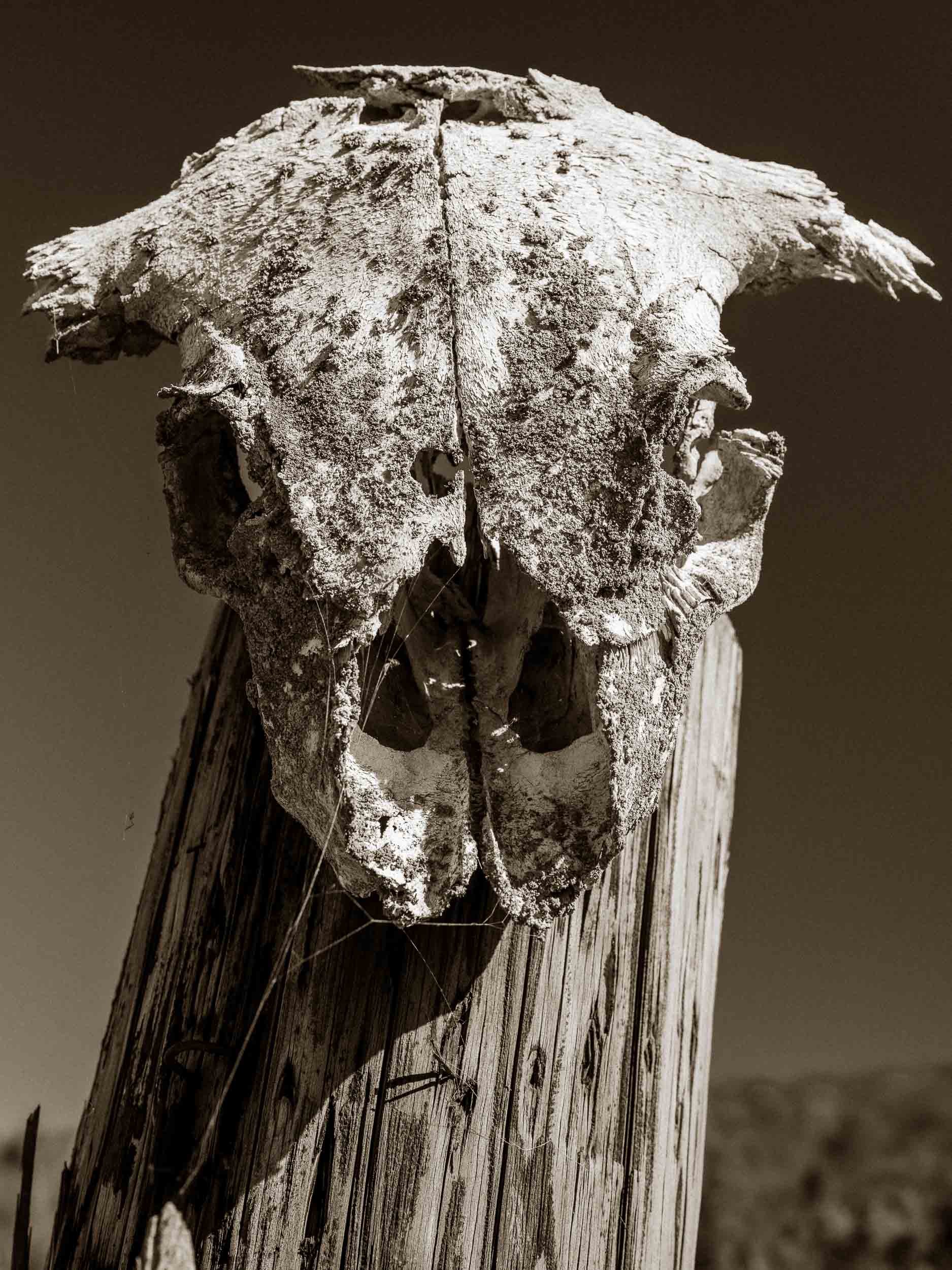 Skullery-2.jpg