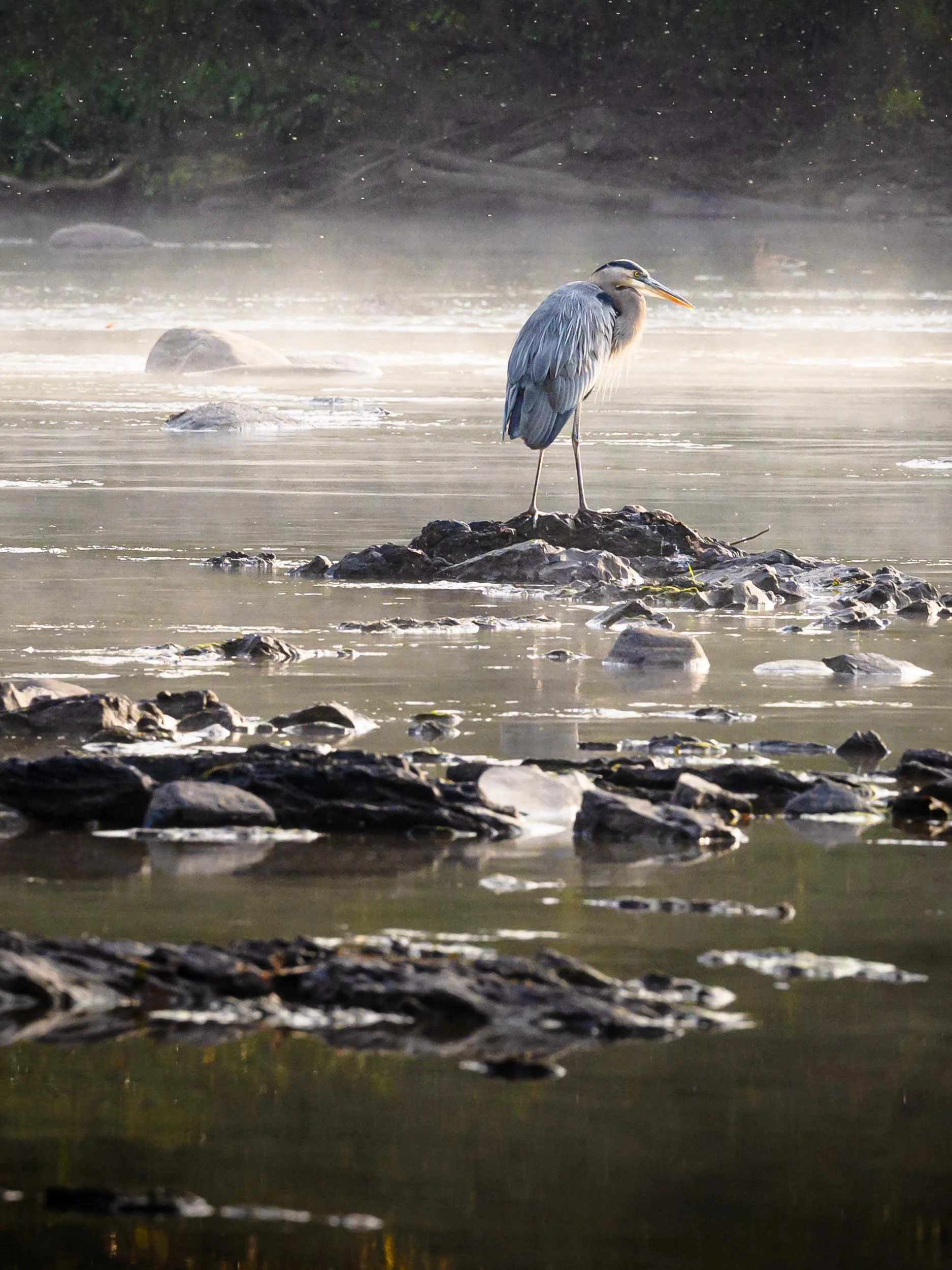 Blue Heron on the Wallkill (NEW)-5.jpg
