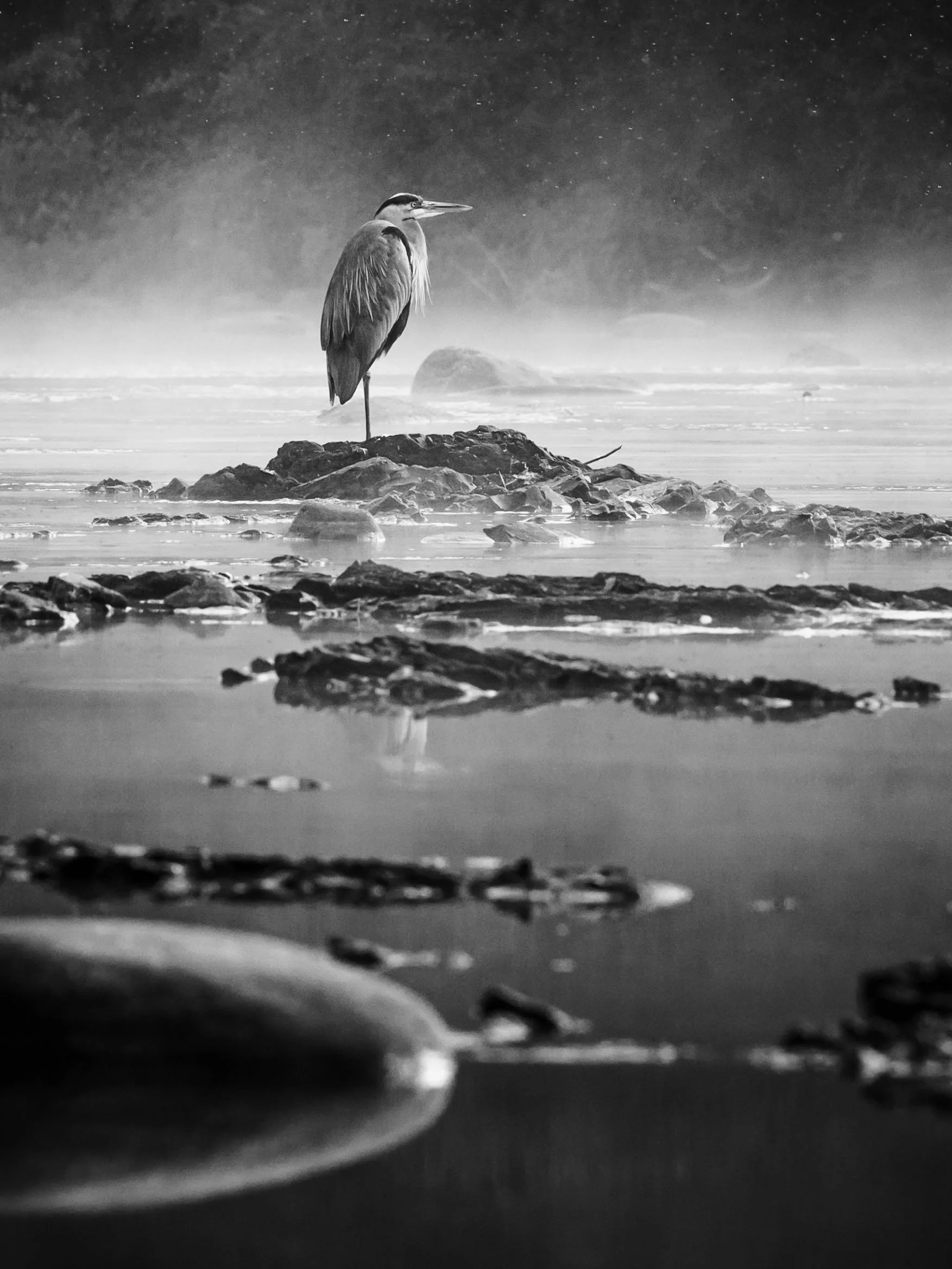Blue Heron on the Wallkill (NEW)-2.jpg