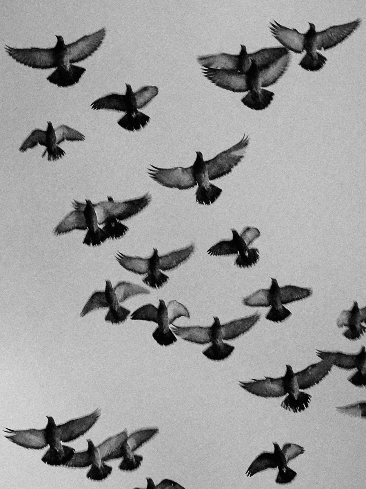 For the love of pigeons.jpg