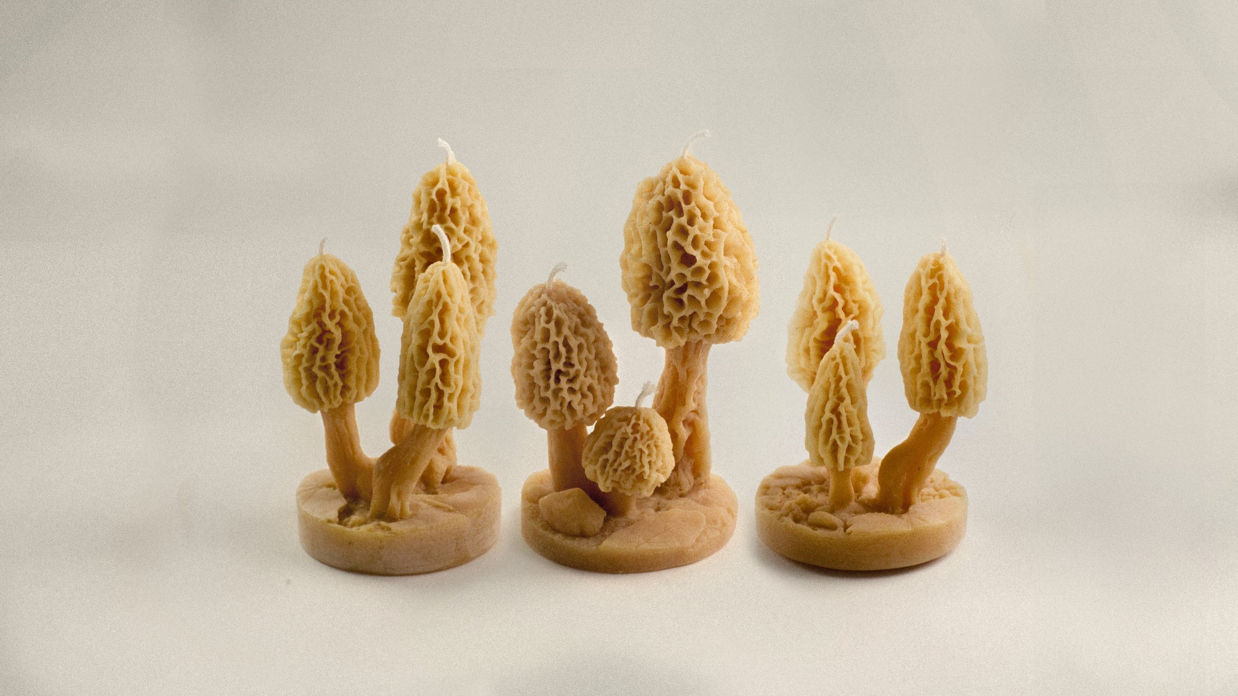 Morel Clusters on white.jpg