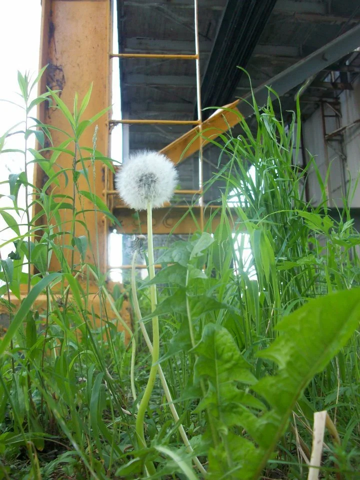 dandelion_mill.jpg