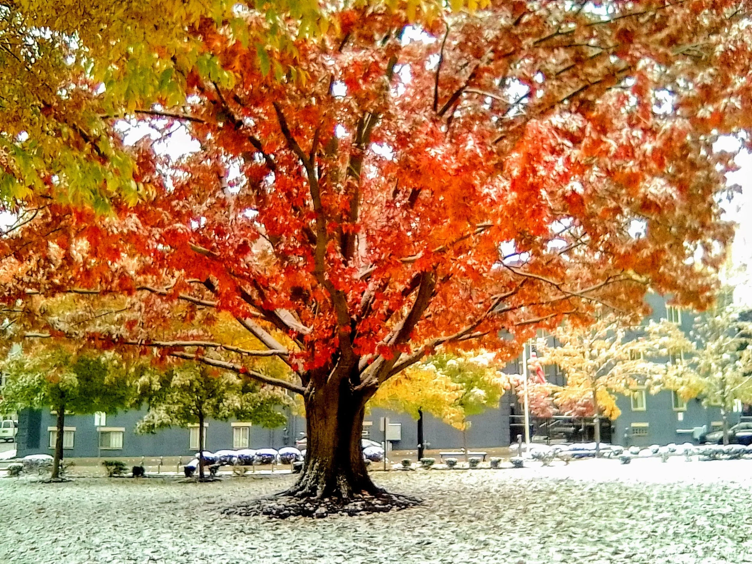 Early Snow