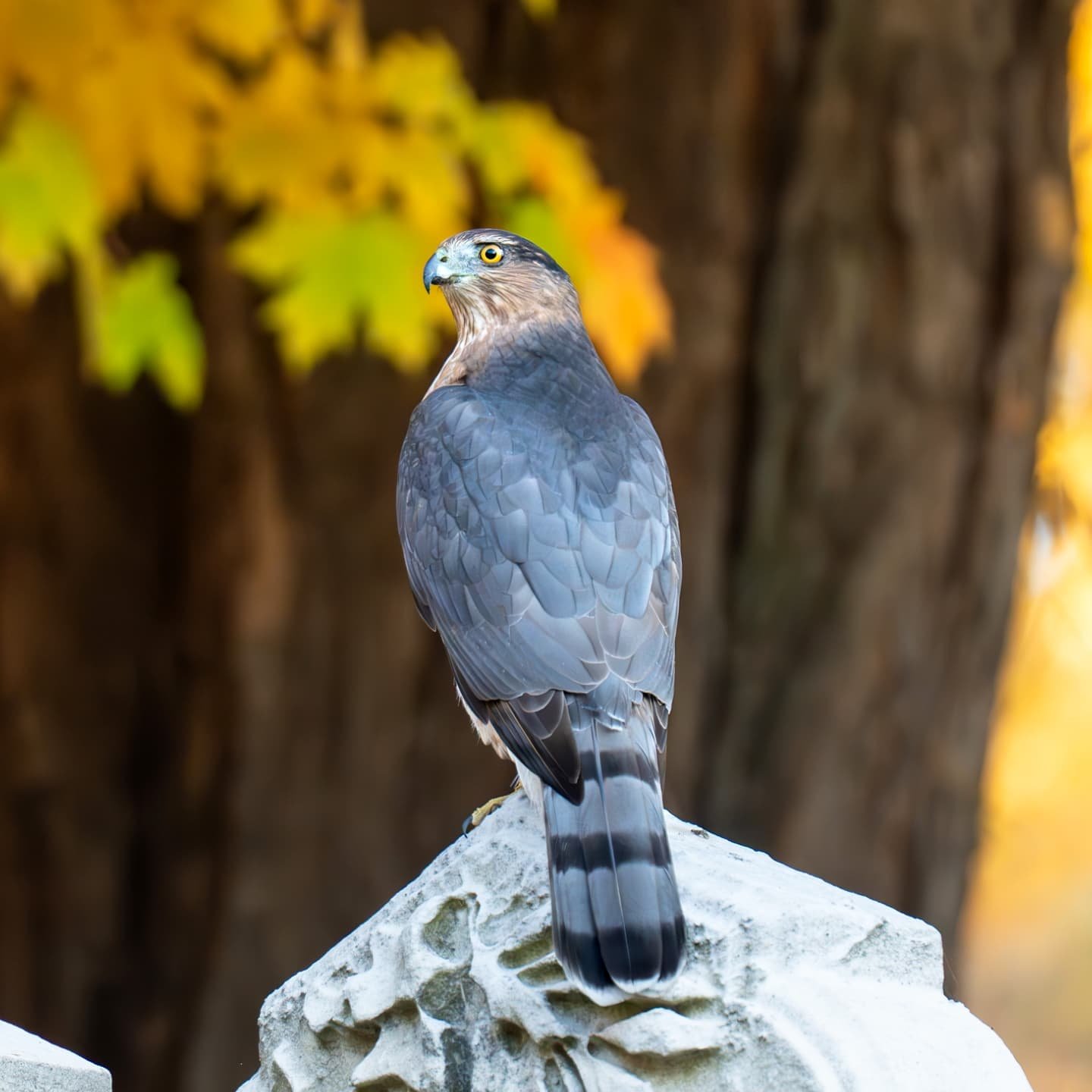 Mt. Auburn Cemetery has become my absolute favorite place for birding. The scenery is always so beautiful, and especially so in autumn! 

This gorgeous guy is a Cooper's Hawk, spotted Oct 23rd, 2024.