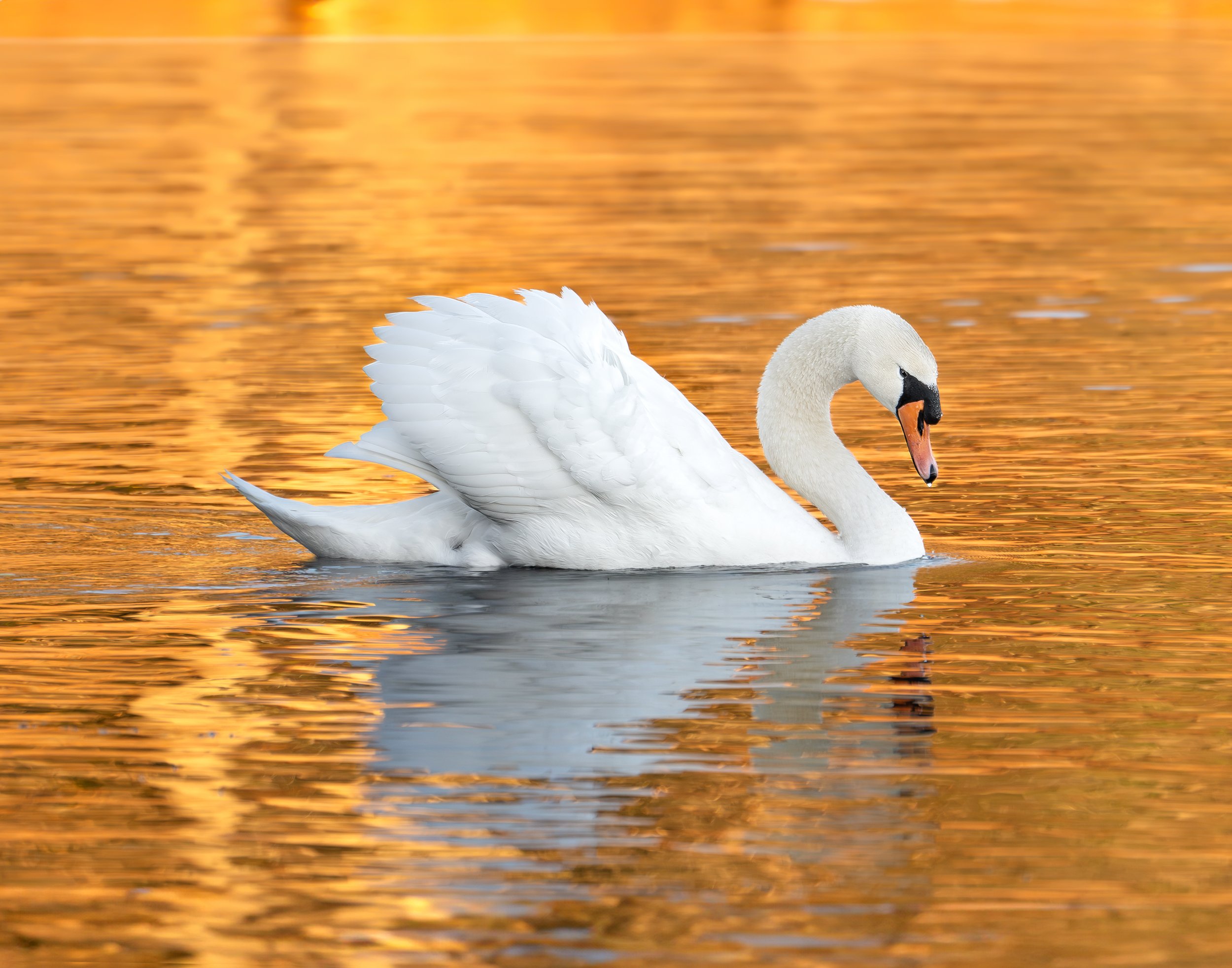 Swan_14x11.jpg