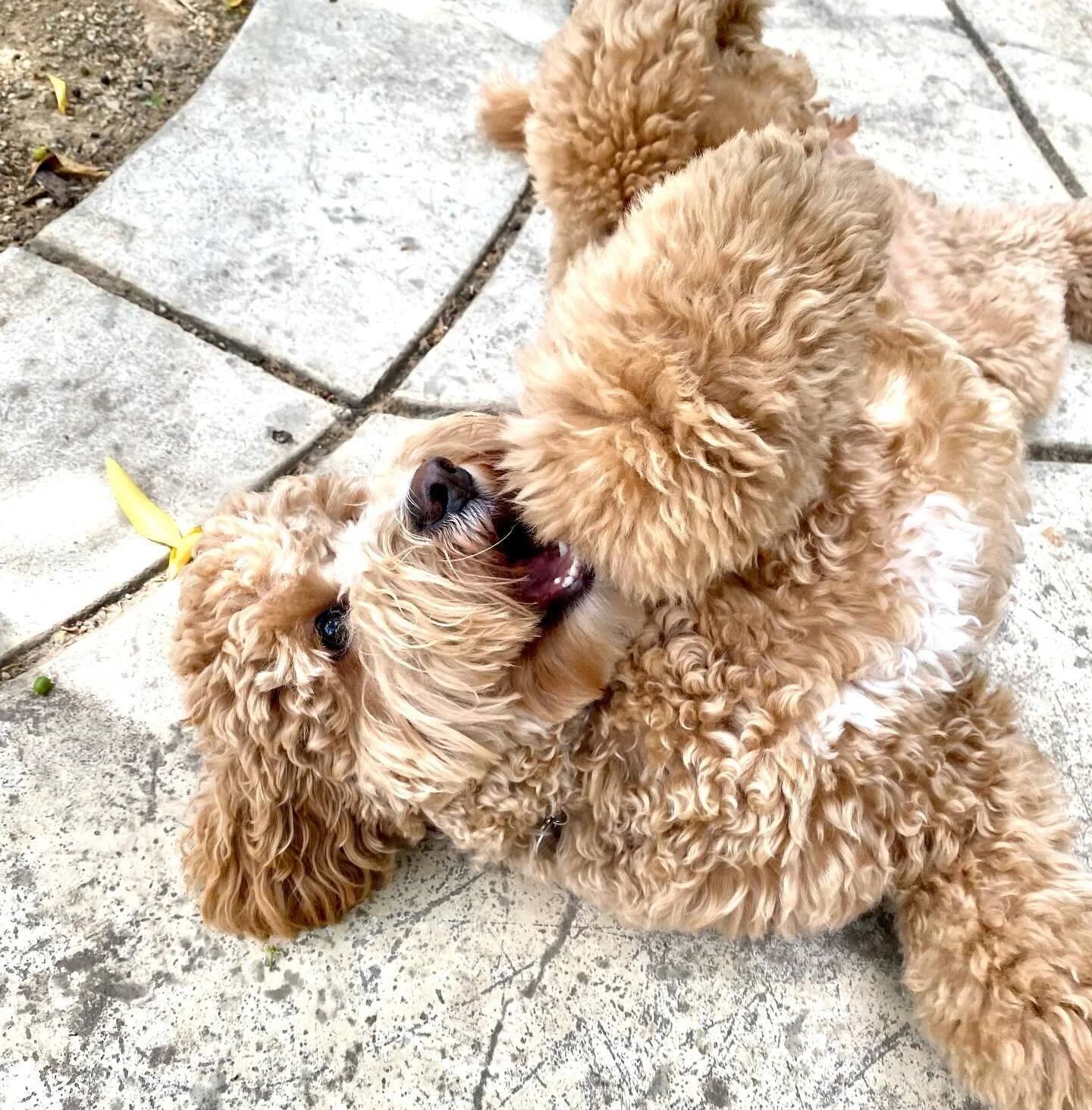 Sydney is such a happy pup! I&rsquo;m so lucky &mdash; i get to visit her three times each week.  #dogsofsacramento #petnannyofeastsac