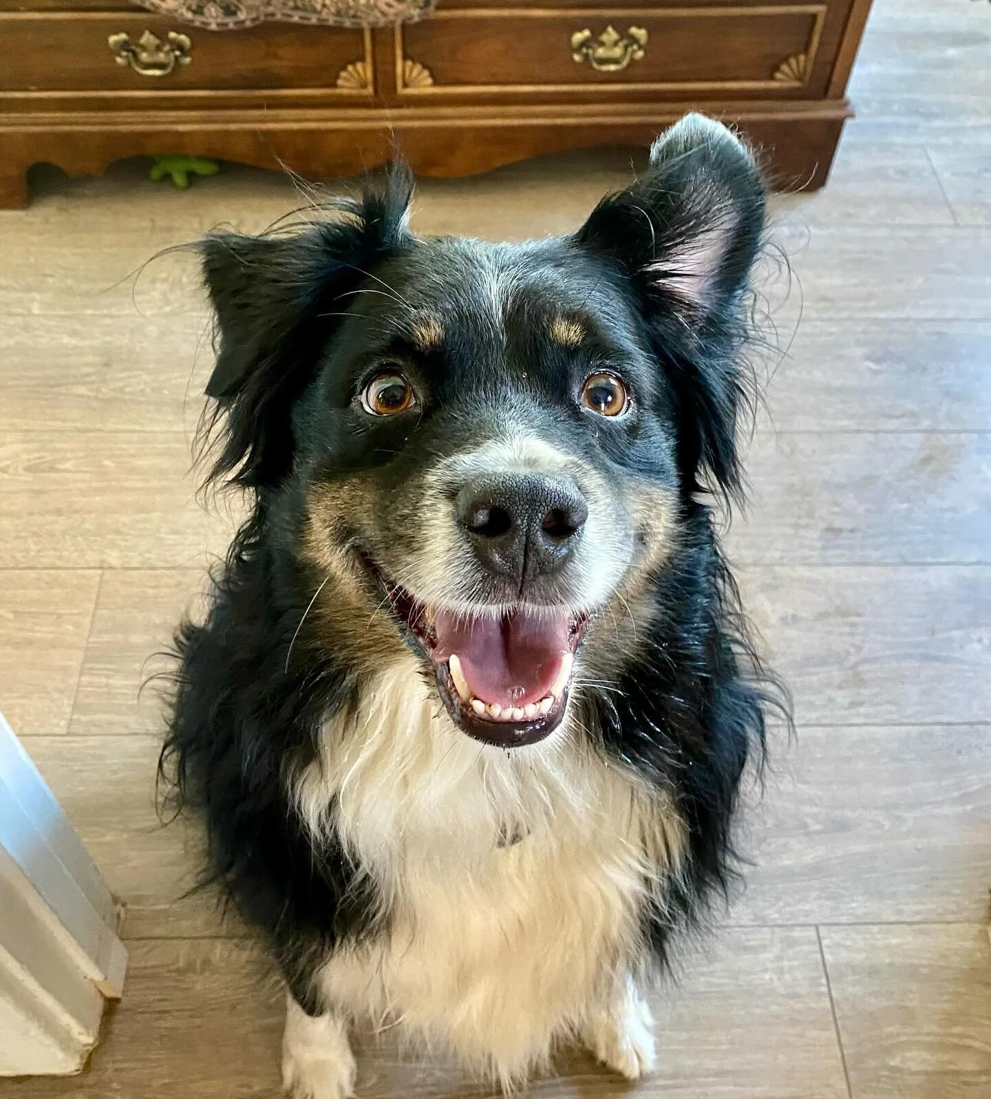 Owen&rsquo;s enthusiasm os contagious! He&rsquo;s such a happy guy!  #dogsofsacramento #petnannyofeastsac