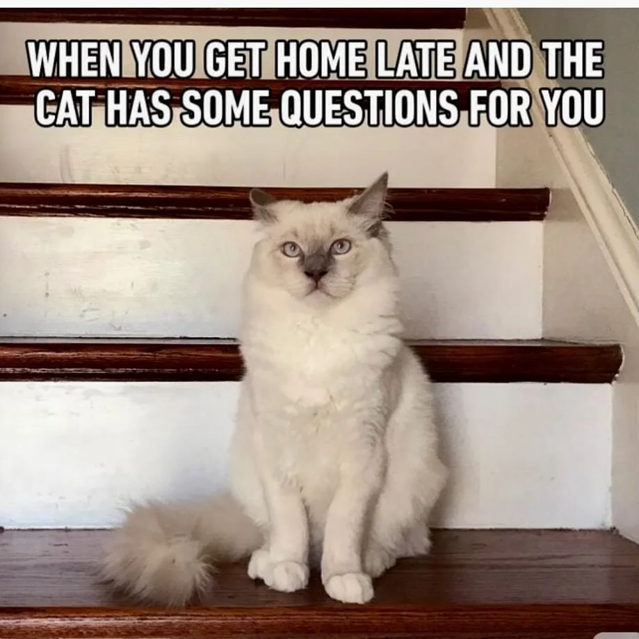 #catsofsacramento #petnannyofeastsac