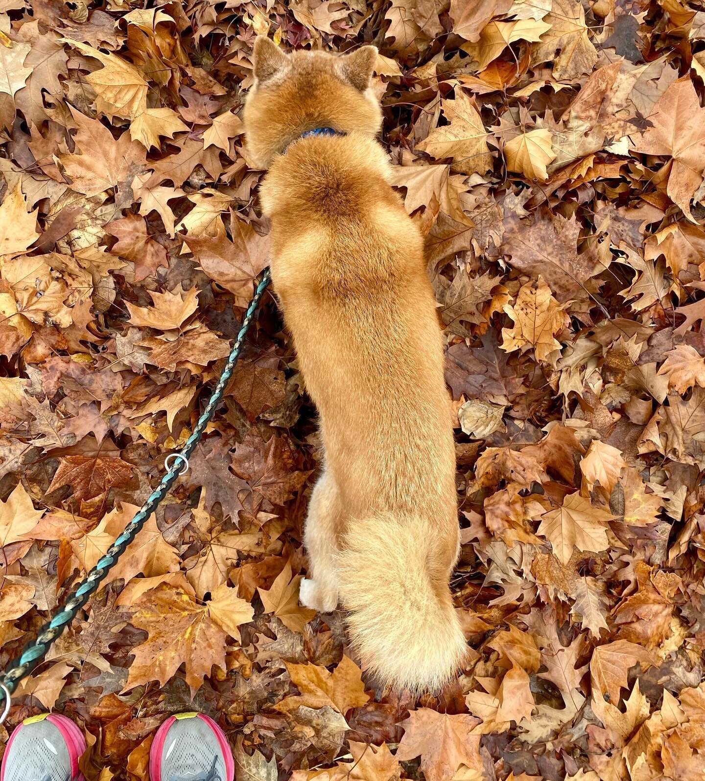 This sweet boy blends right into the leaves.