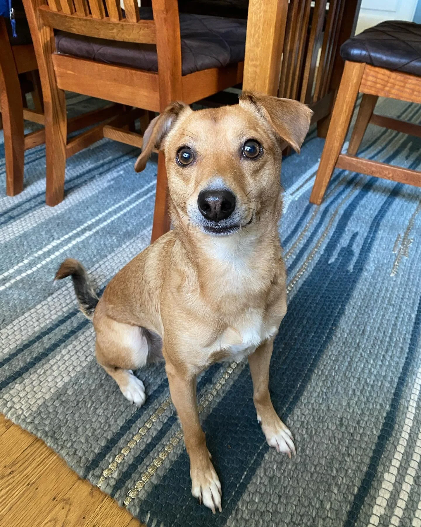 Got to visit this handsome guy today 😃