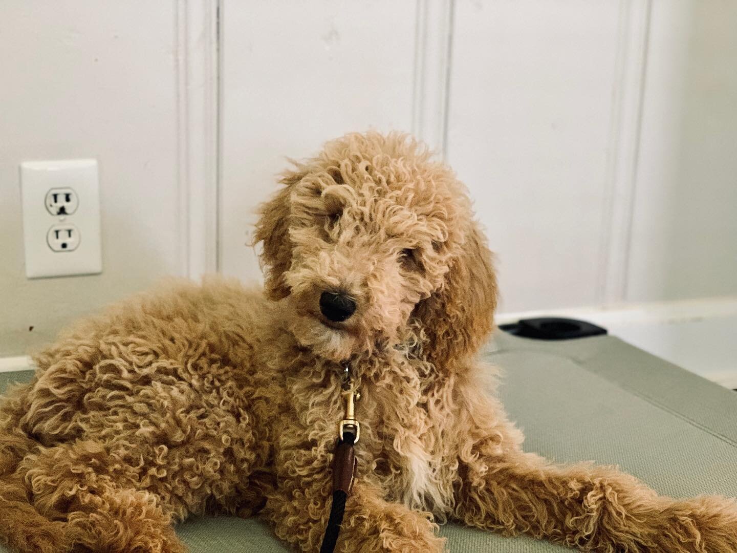 Sweet little Honey is here for her puppy program! Already getting to work on the basics, and as you can see, the place command! 🤩
&bull;
&bull;
#puppy #puppies #dog #dogtraining #poodle #poodlepuppy