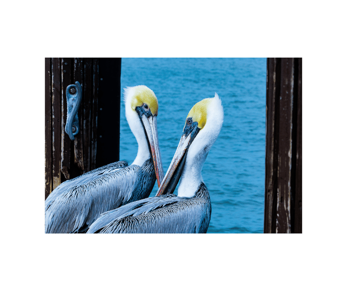 Isle of Capri Pelicans