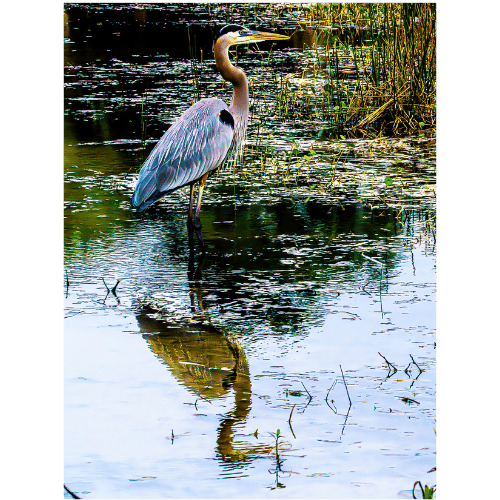 Heron Staren
