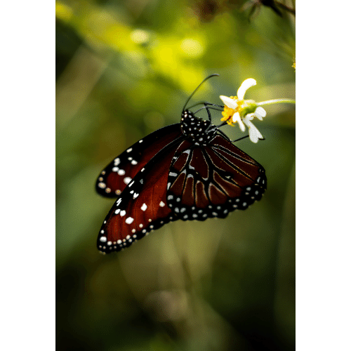 Rookery Butterfly