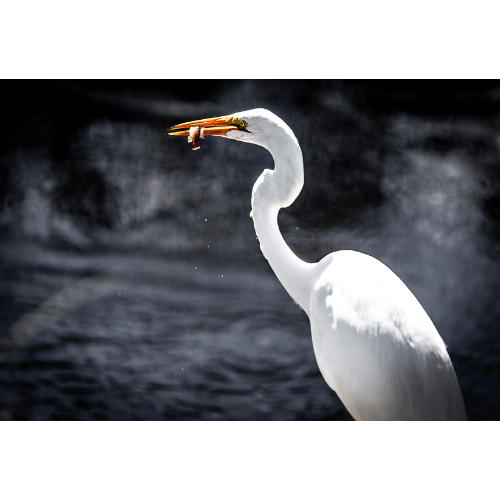 Egret Snacking